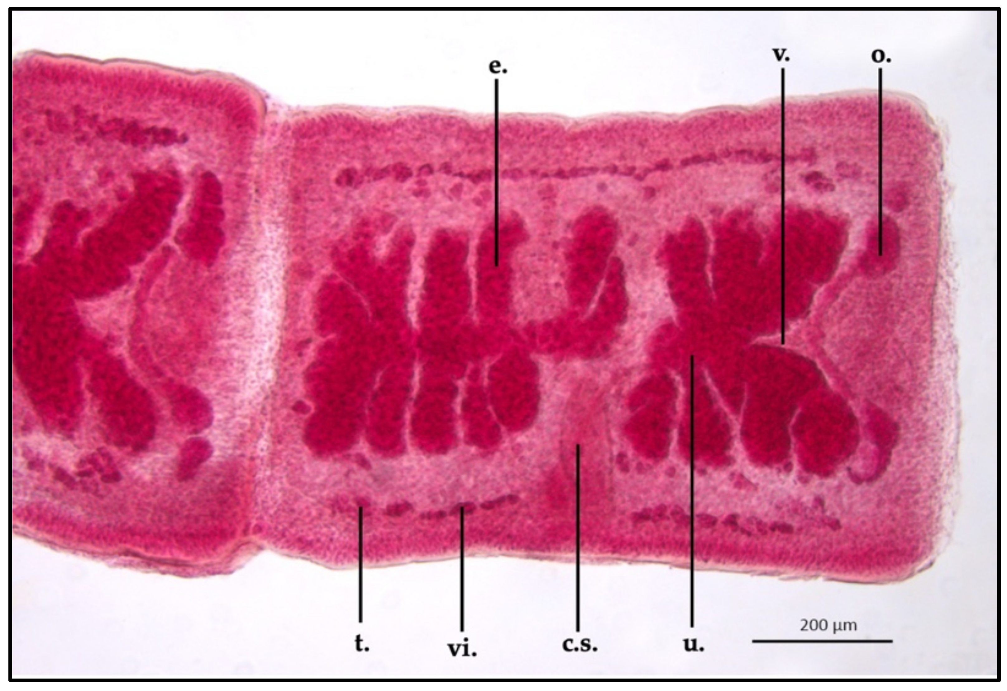Vetsci 10 00567 g005