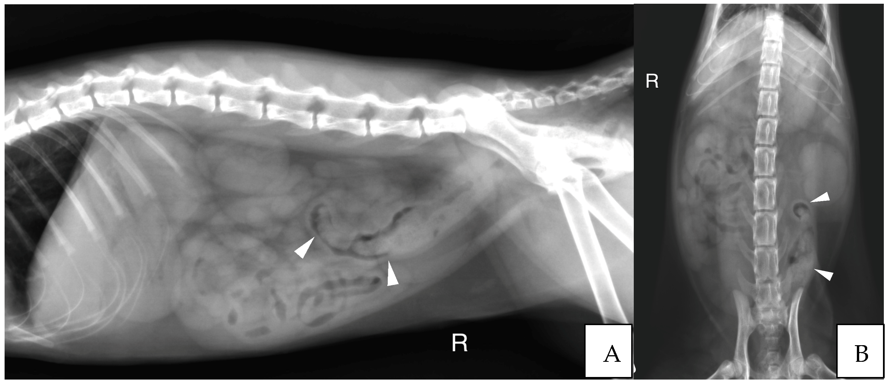 Vetsci 10 00577 g003