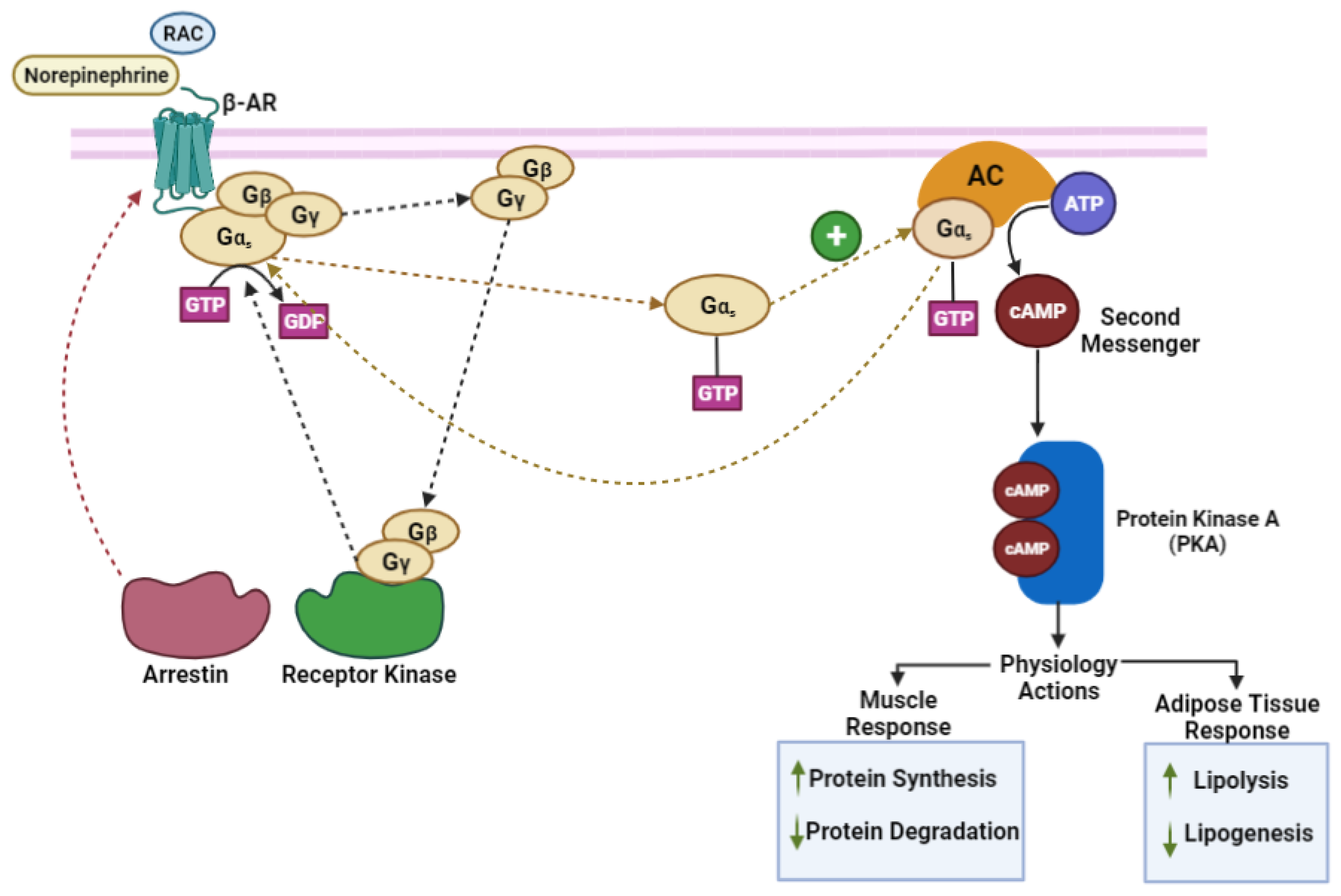 Vetsci 10 00579 g001 Vetsci 10 00579 g001
