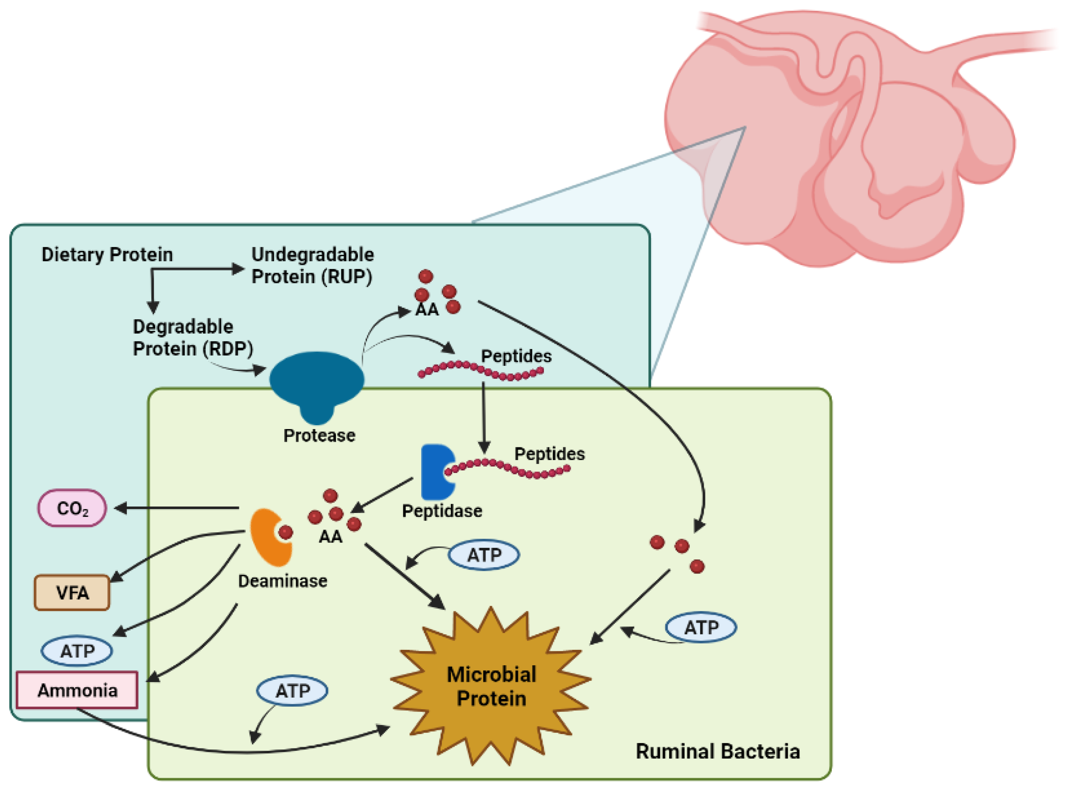 Vetsci 10 00579 g004 Vetsci 10 00579 g004