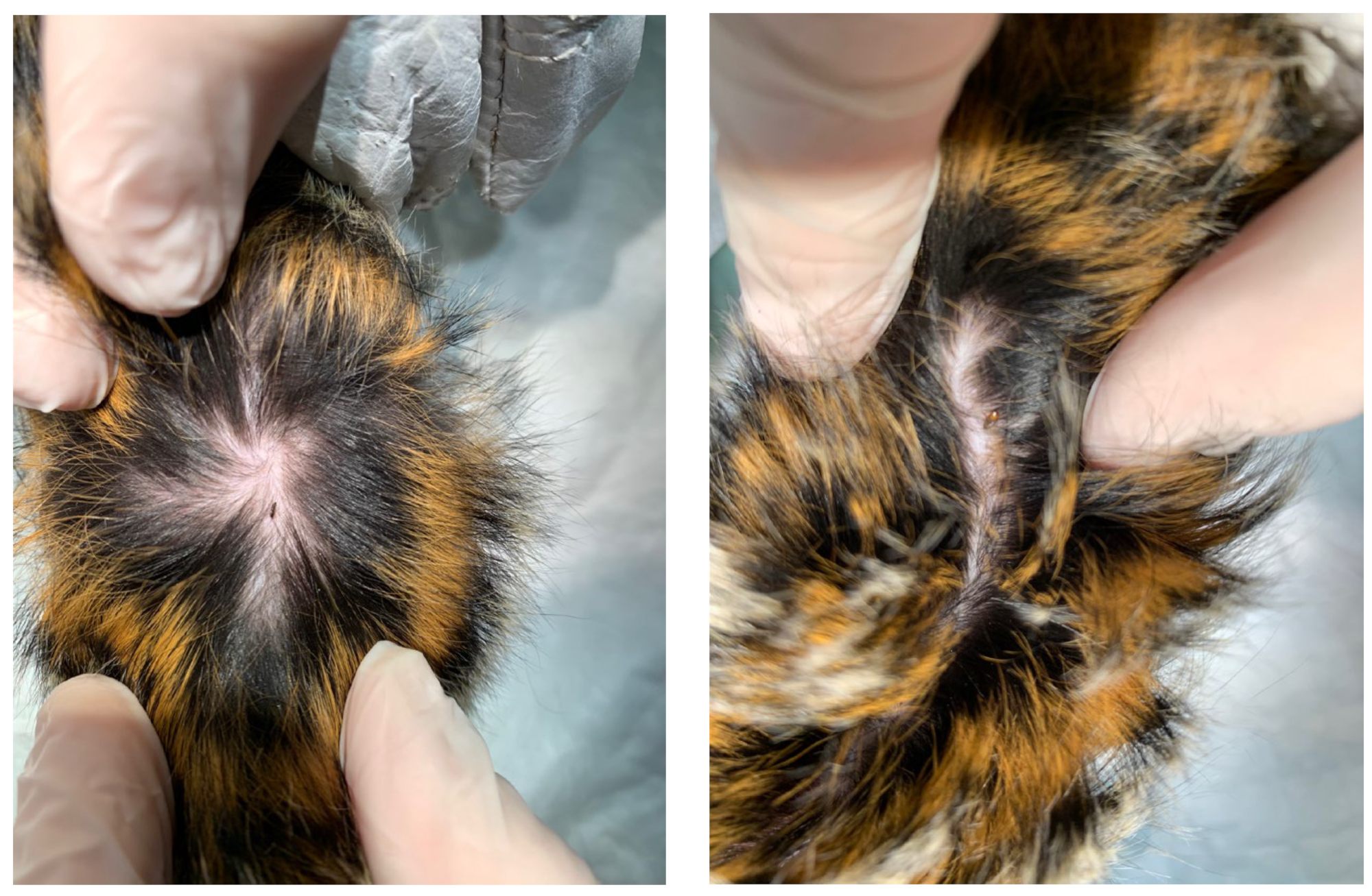 Vetsci 10 00580 g001