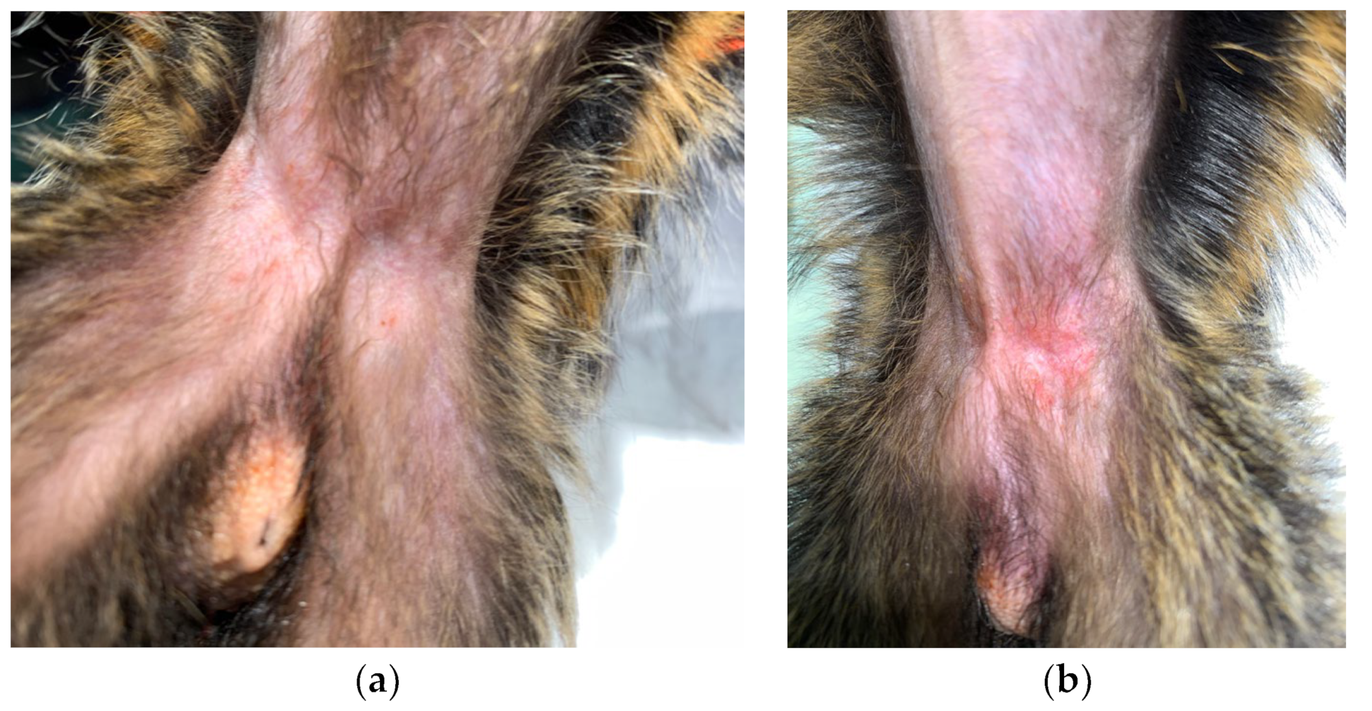 Vetsci 10 00580 g002