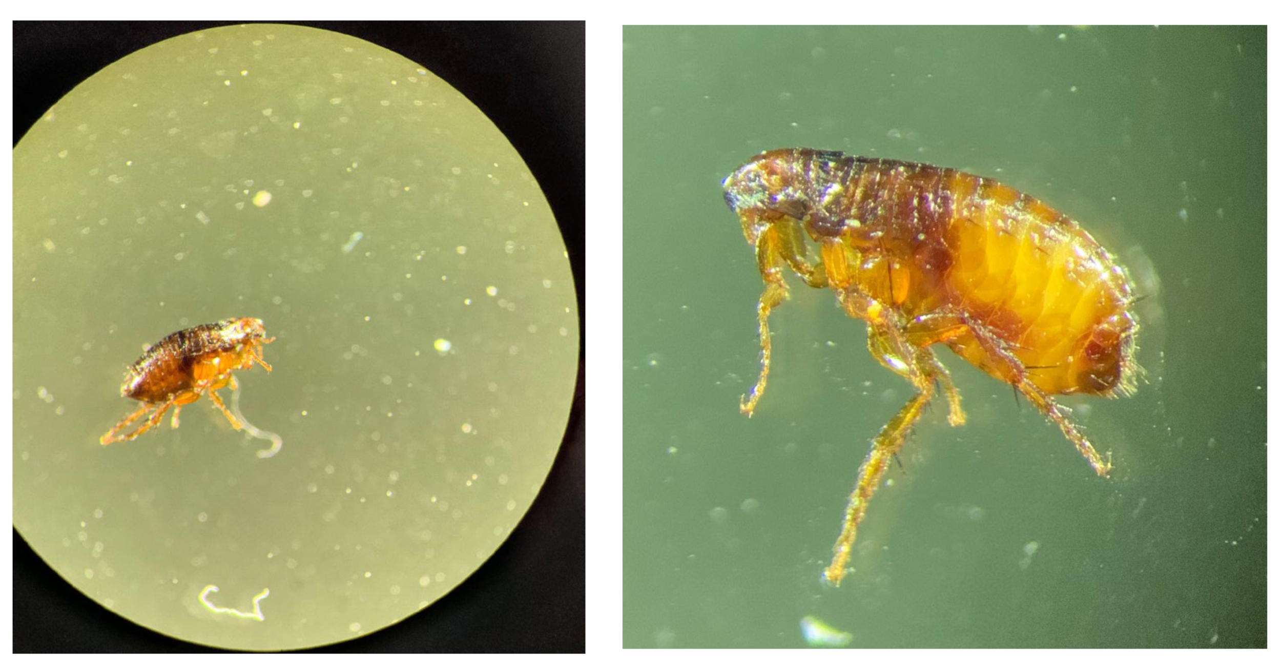 Vetsci 10 00580 g003a