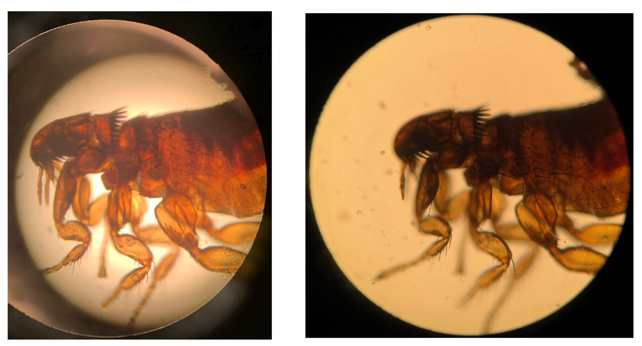 Vetsci 10 00580 g003b