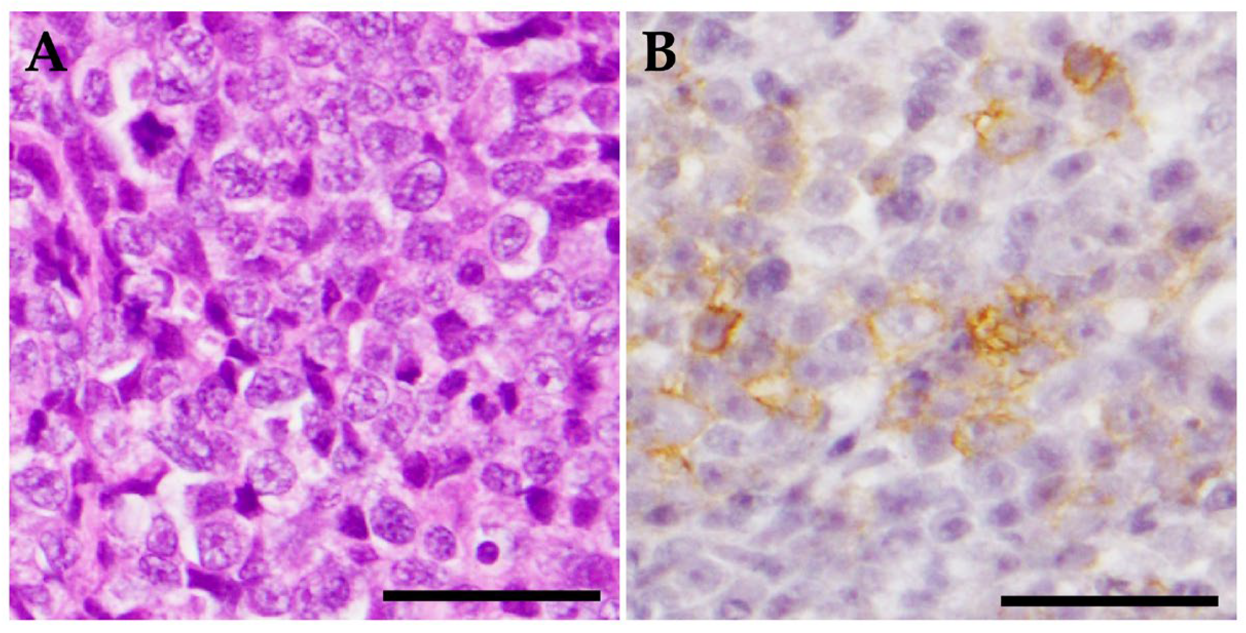 Vetsci 10 00585 g002