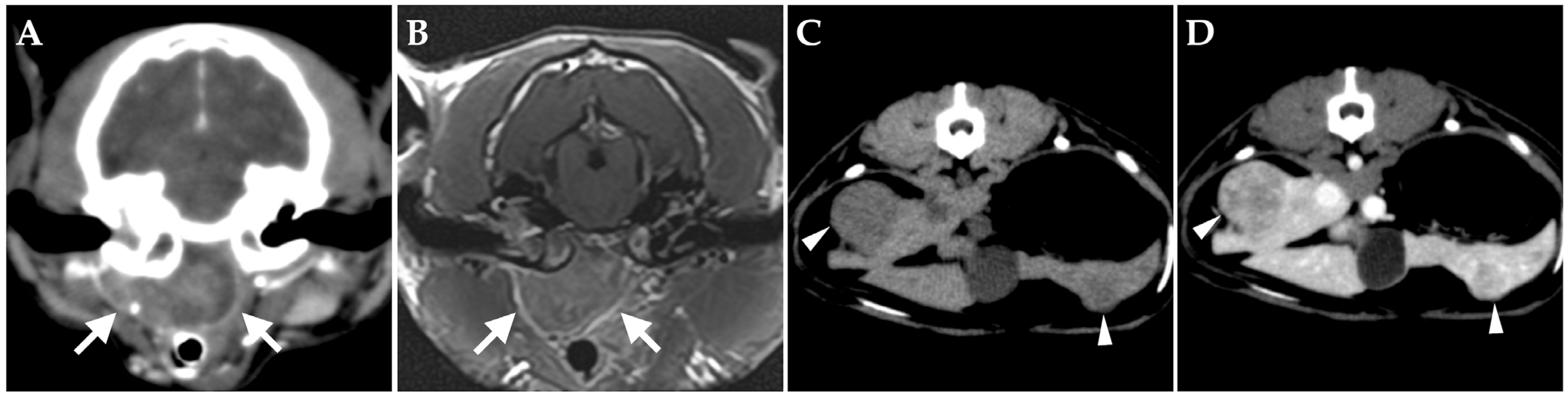 Vetsci 10 00585 g004
