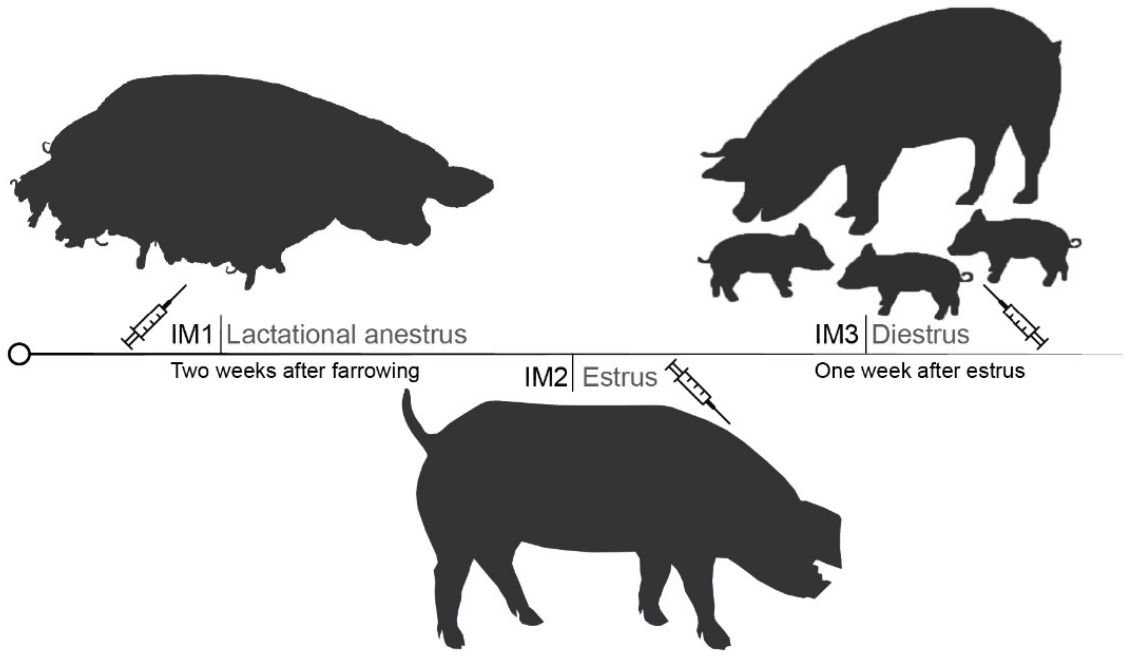 Vetsci 10 00600 g001