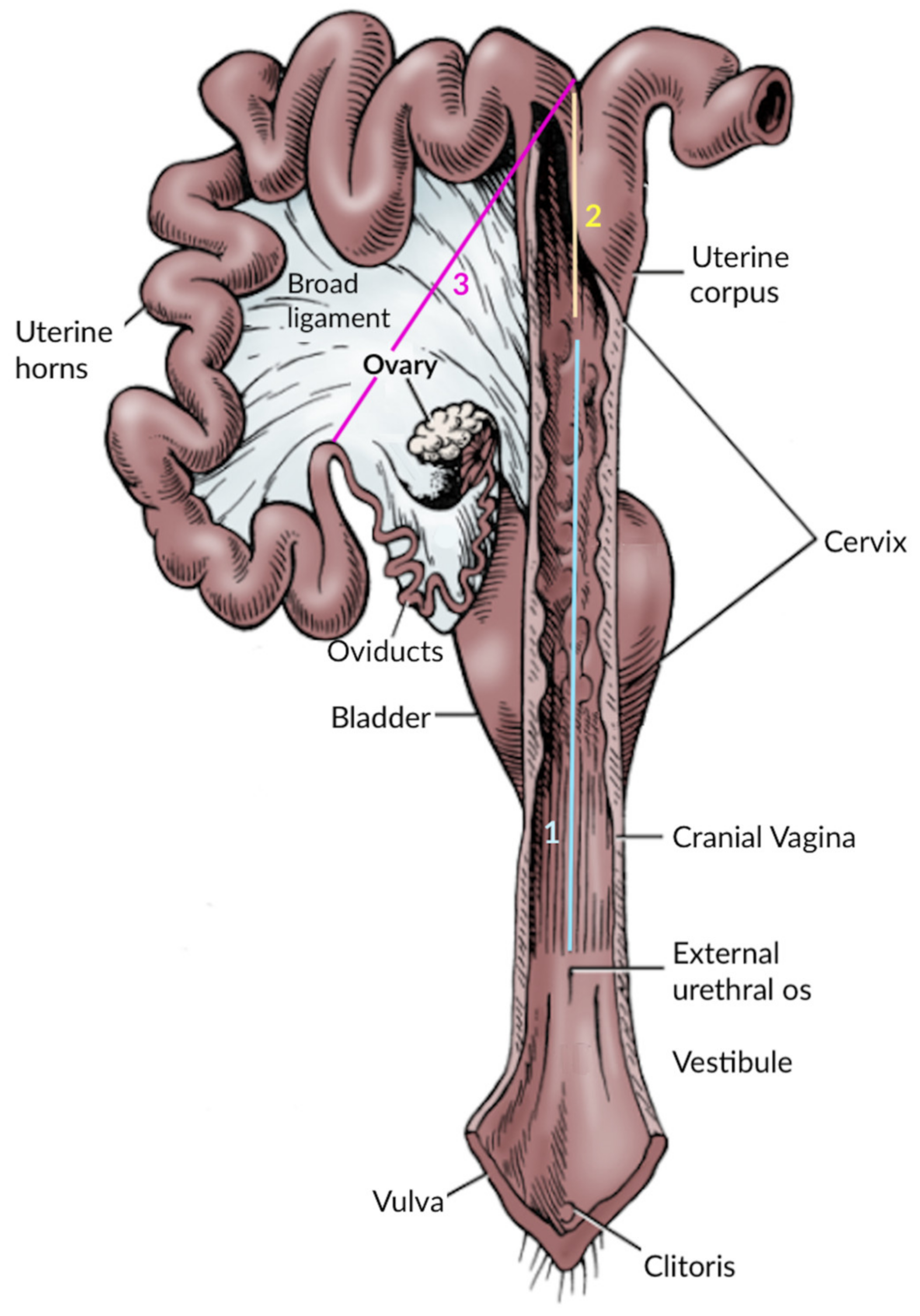 Vetsci 10 00600 g002