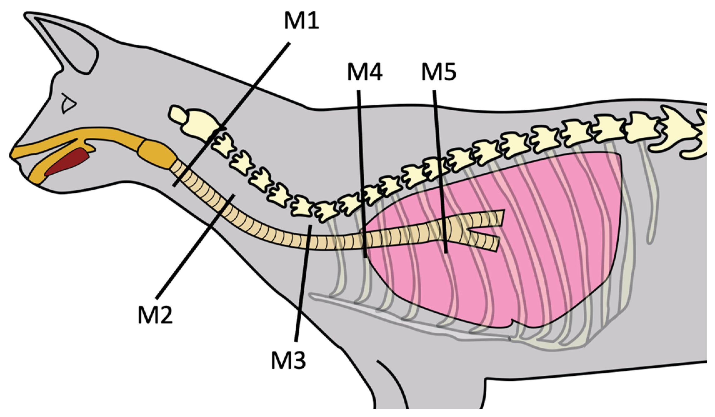 Veterinary Sciences Free FullText Comparison of the Trachea in