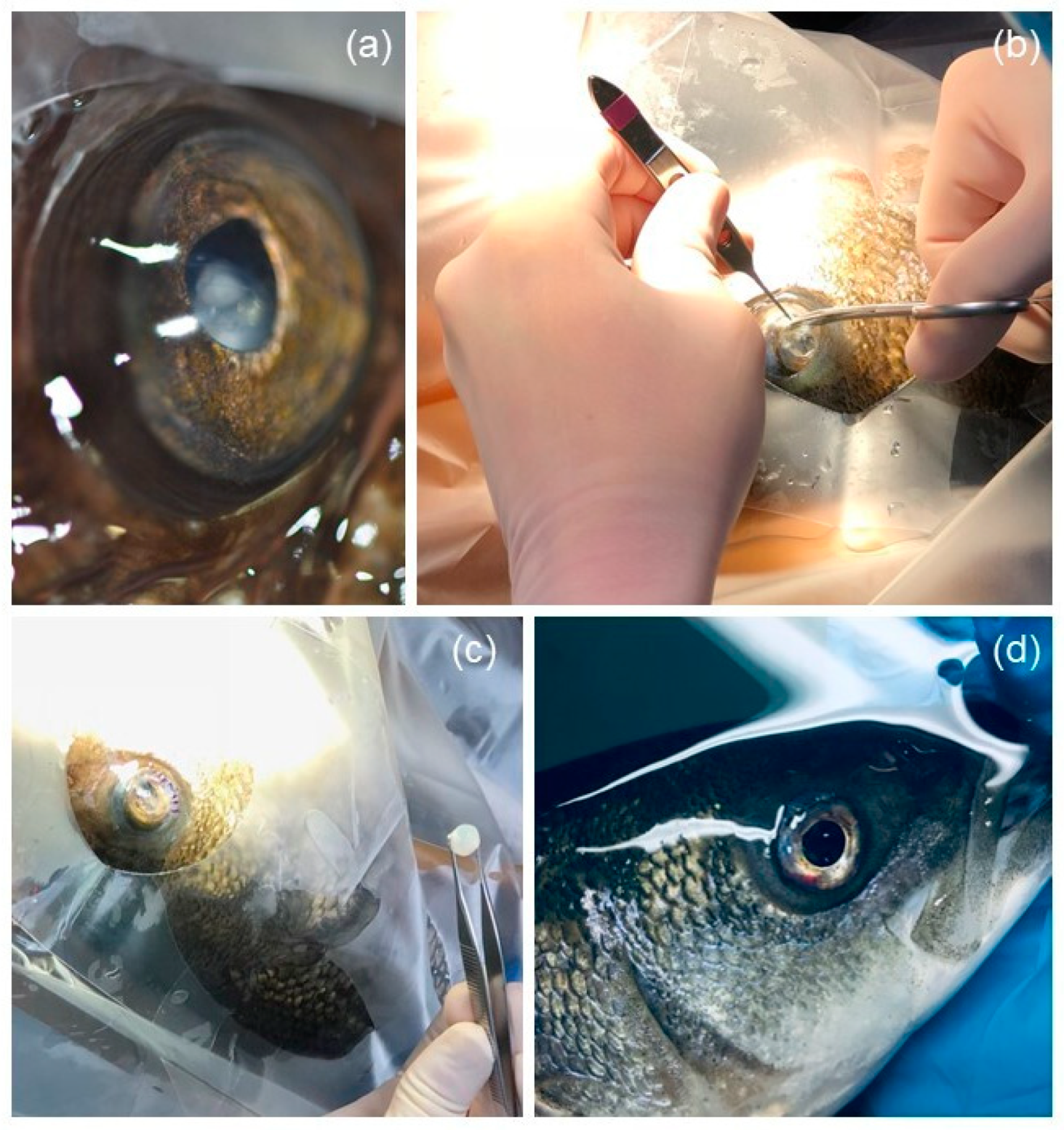 Vetsci 10 00611 g001
