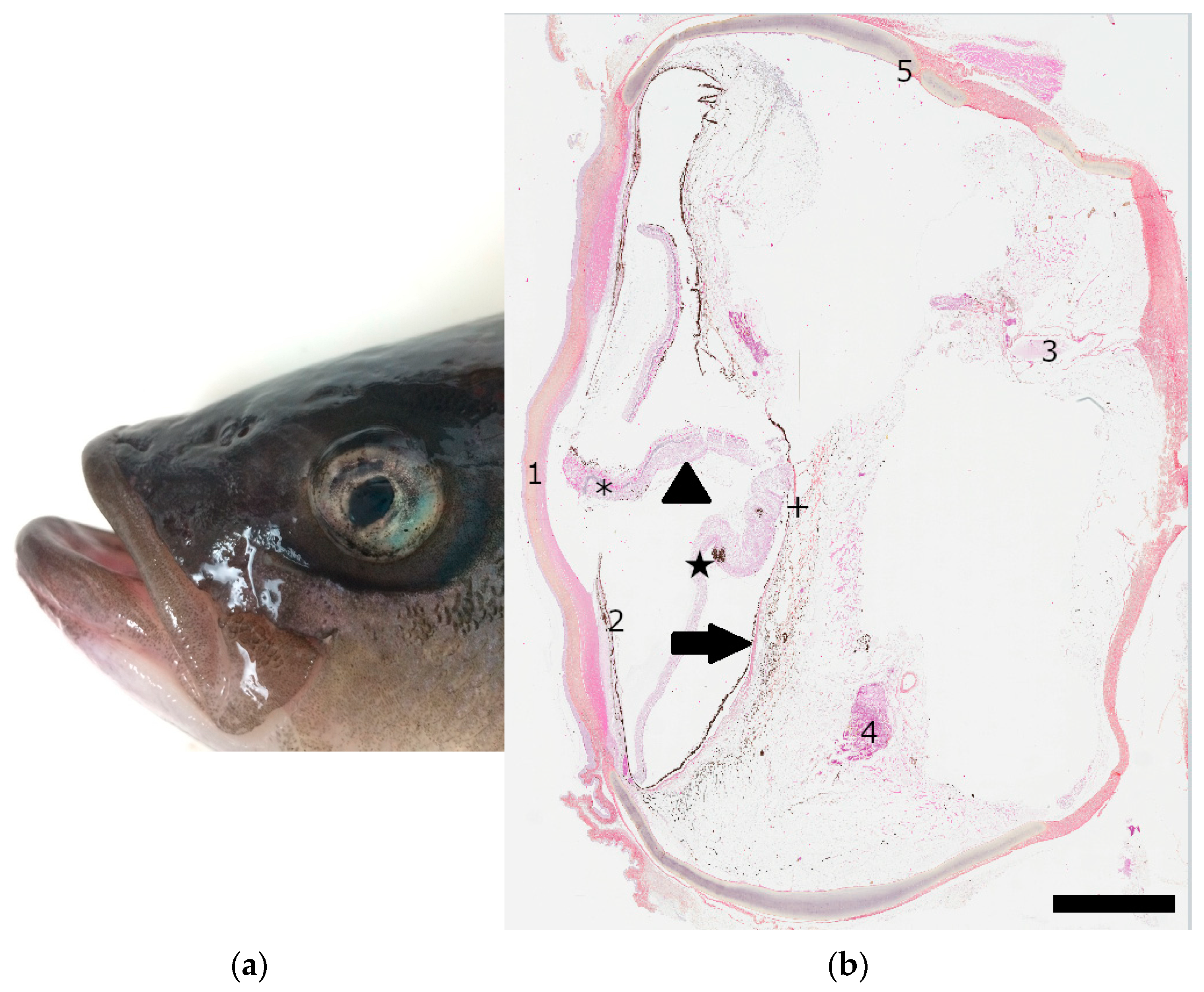 Vetsci 10 00611 g002