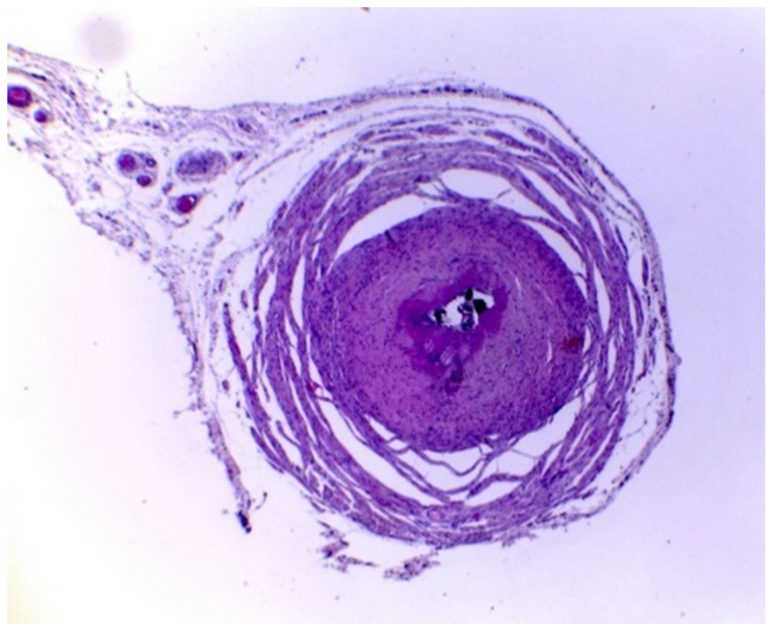 Vetsci 10 00617 g002