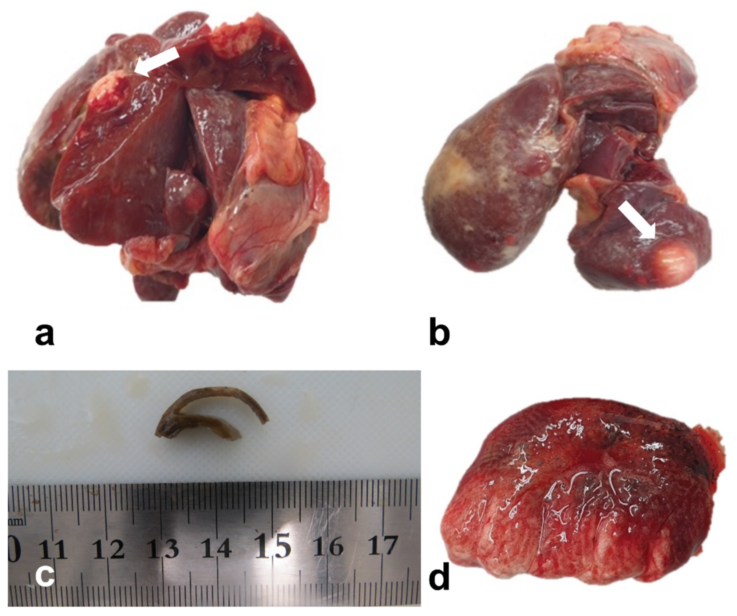 Vetsci 10 00626 g001