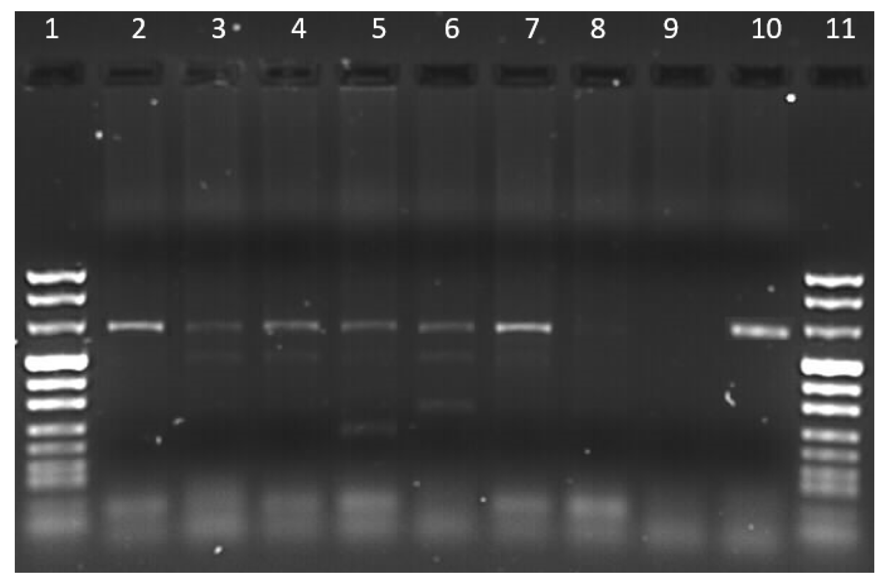 Vetsci 10 00640 g002