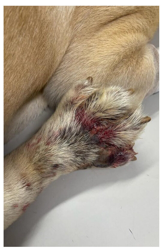 Canine deep pyoderma hotsell