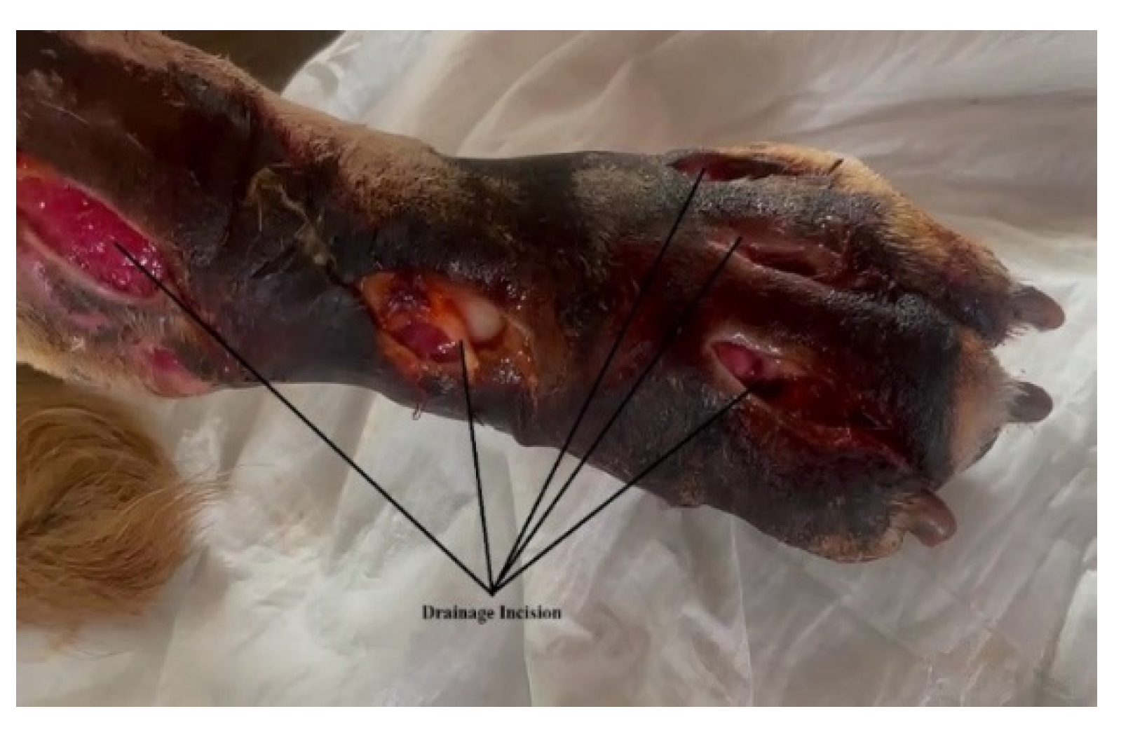 Vetsci 10 00642 g002