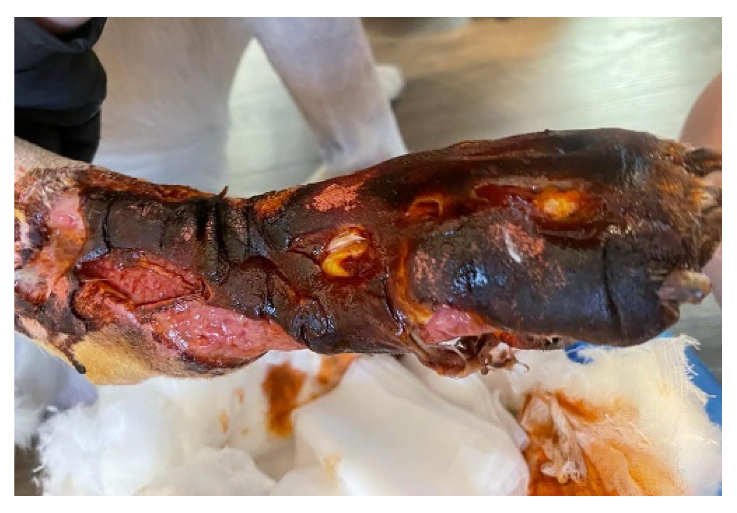 Vetsci 10 00642 g006