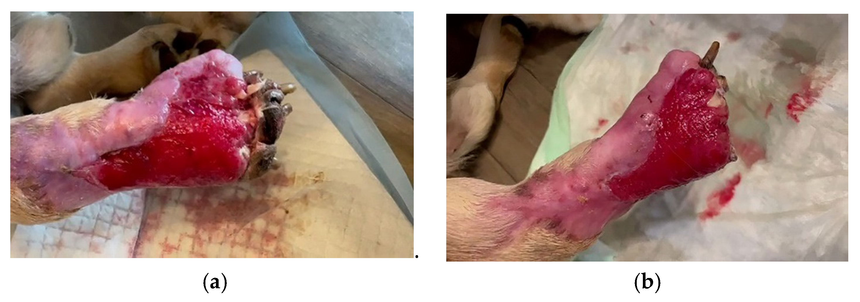 Vetsci 10 00642 g008