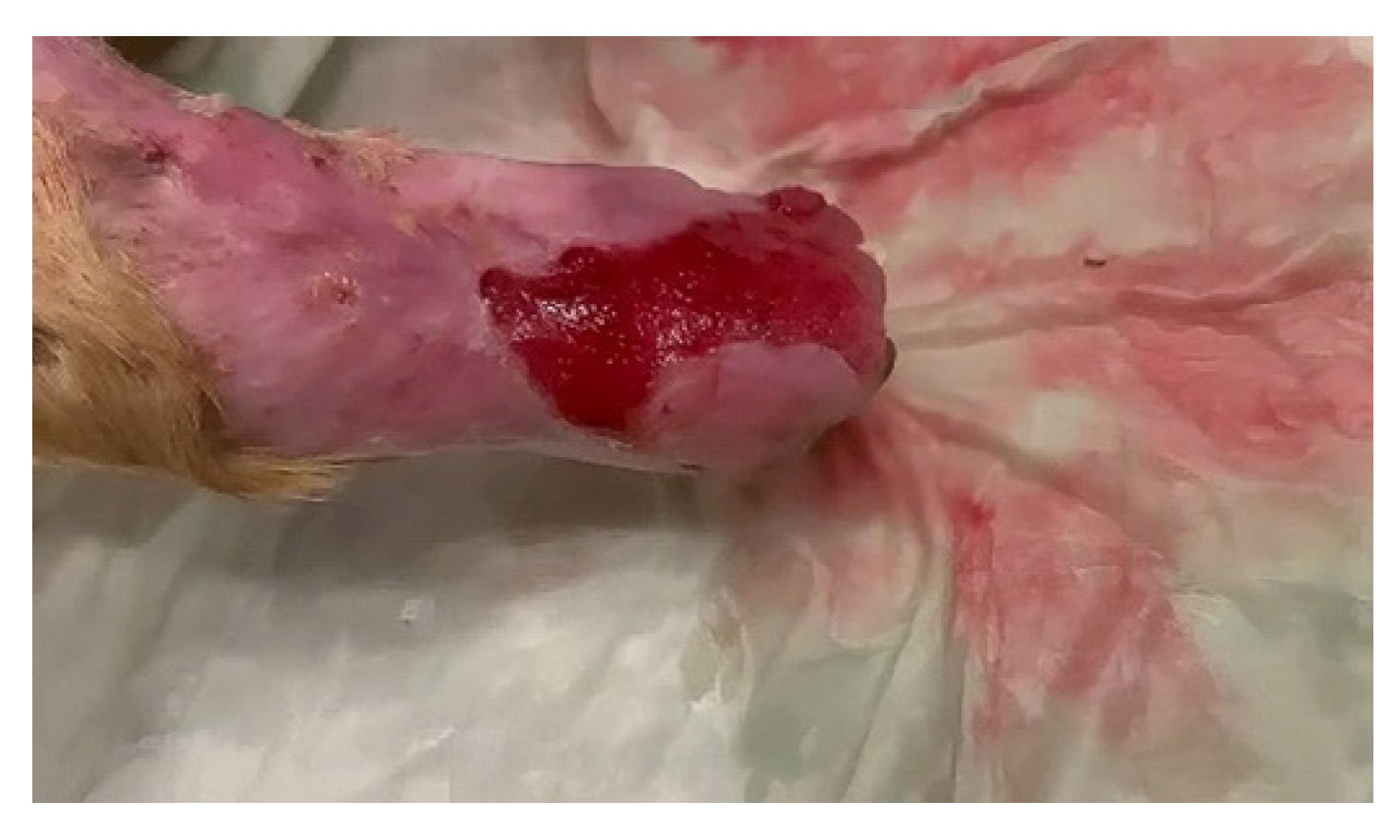 Vetsci 10 00642 g009