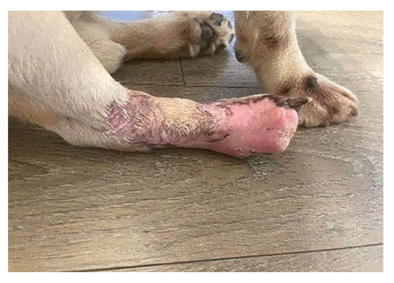 The Bacteriophages Therapy of Interdigital Pyoderma Complicated by Cellulitis with Antibiotic Resistant Pseudomonas aeruginosa in a Dog Case Report