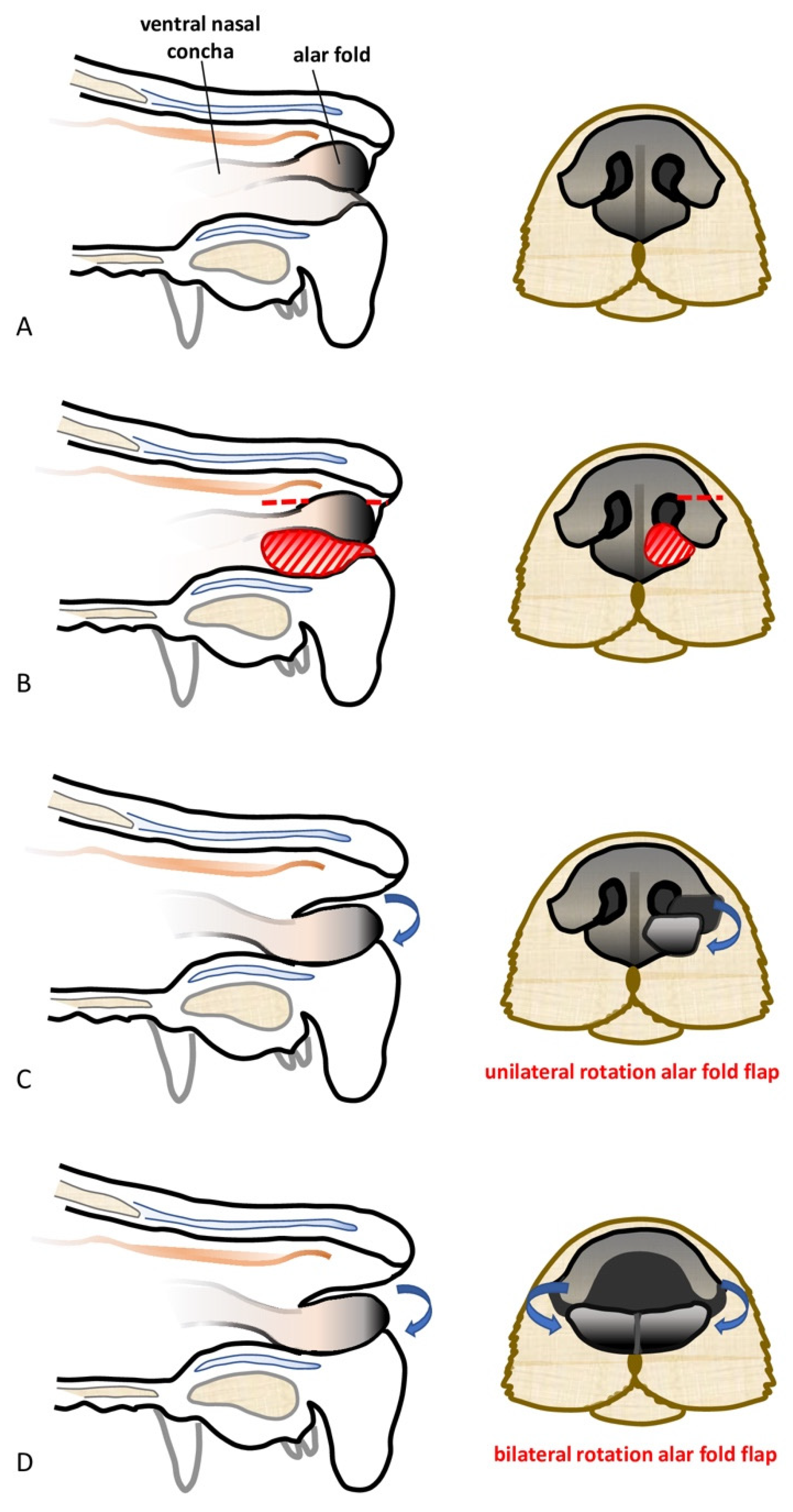 Surgical placement of the intravenous catheter. (A-c) catheter... |  Download Scientific Diagram