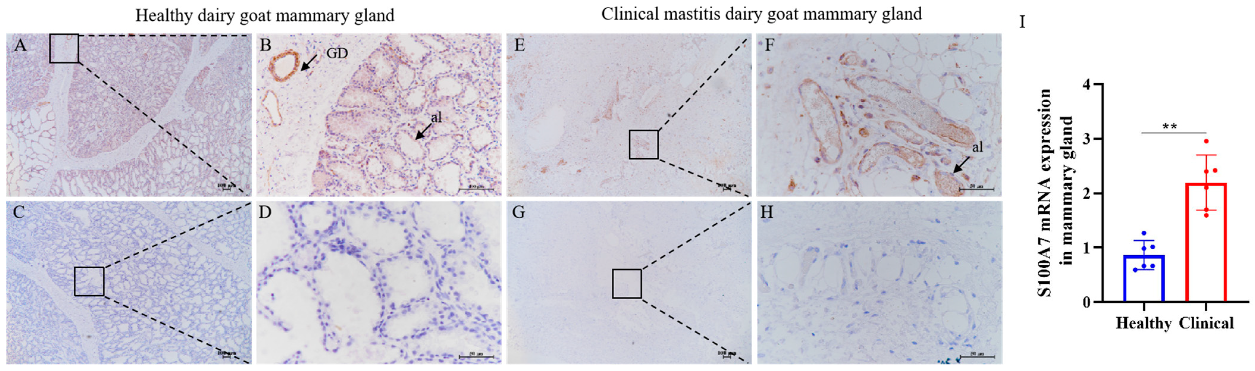 Vetsci 10 00653 g004