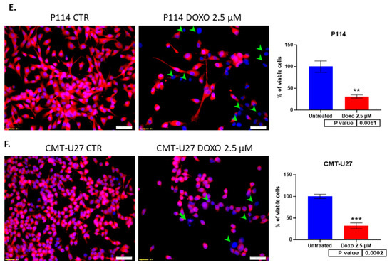 裁断済み】VETERINARY ONCOLOGY No.43 44 46 47 裁断済み