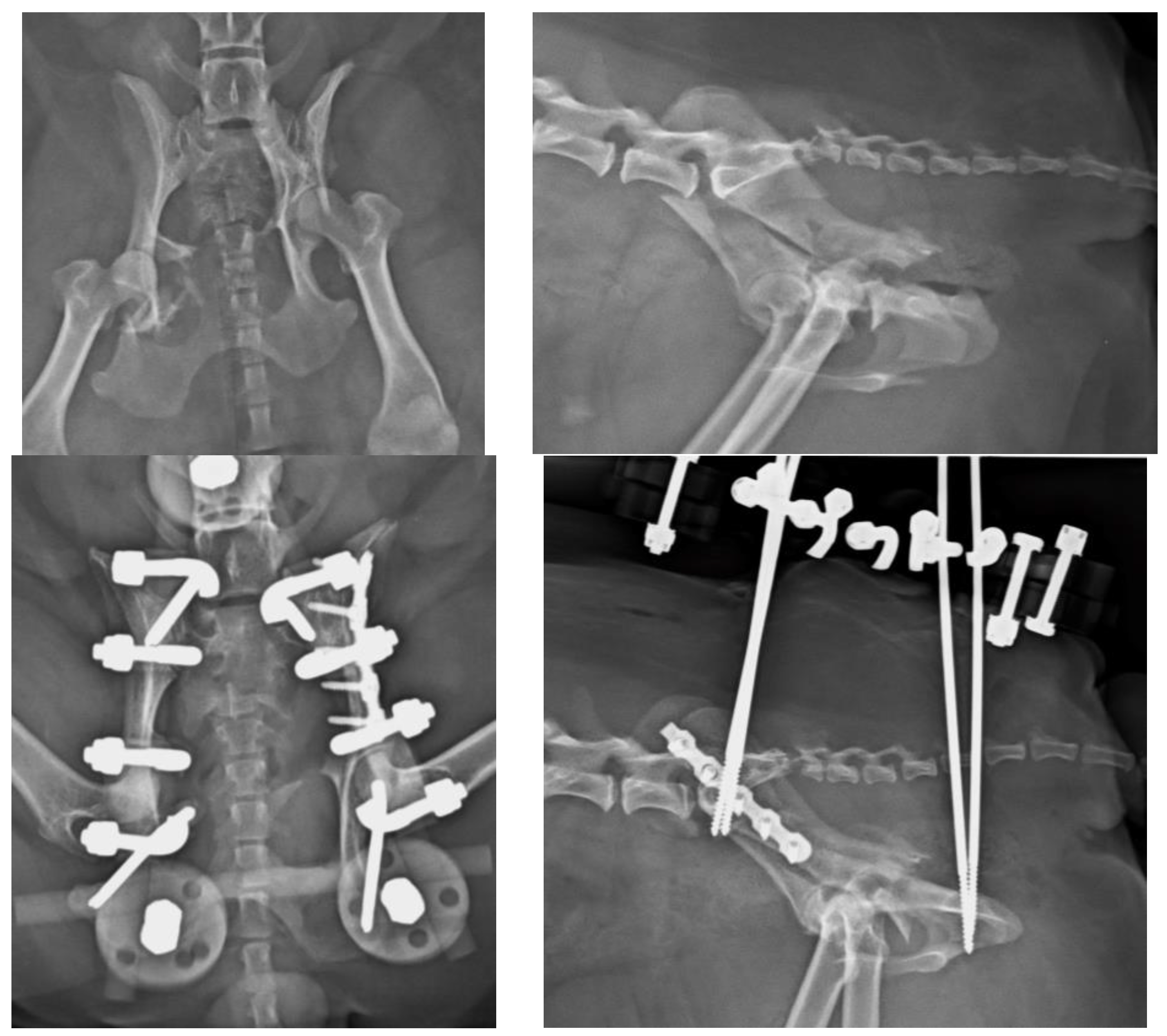 Vetsci 10 00656 g004