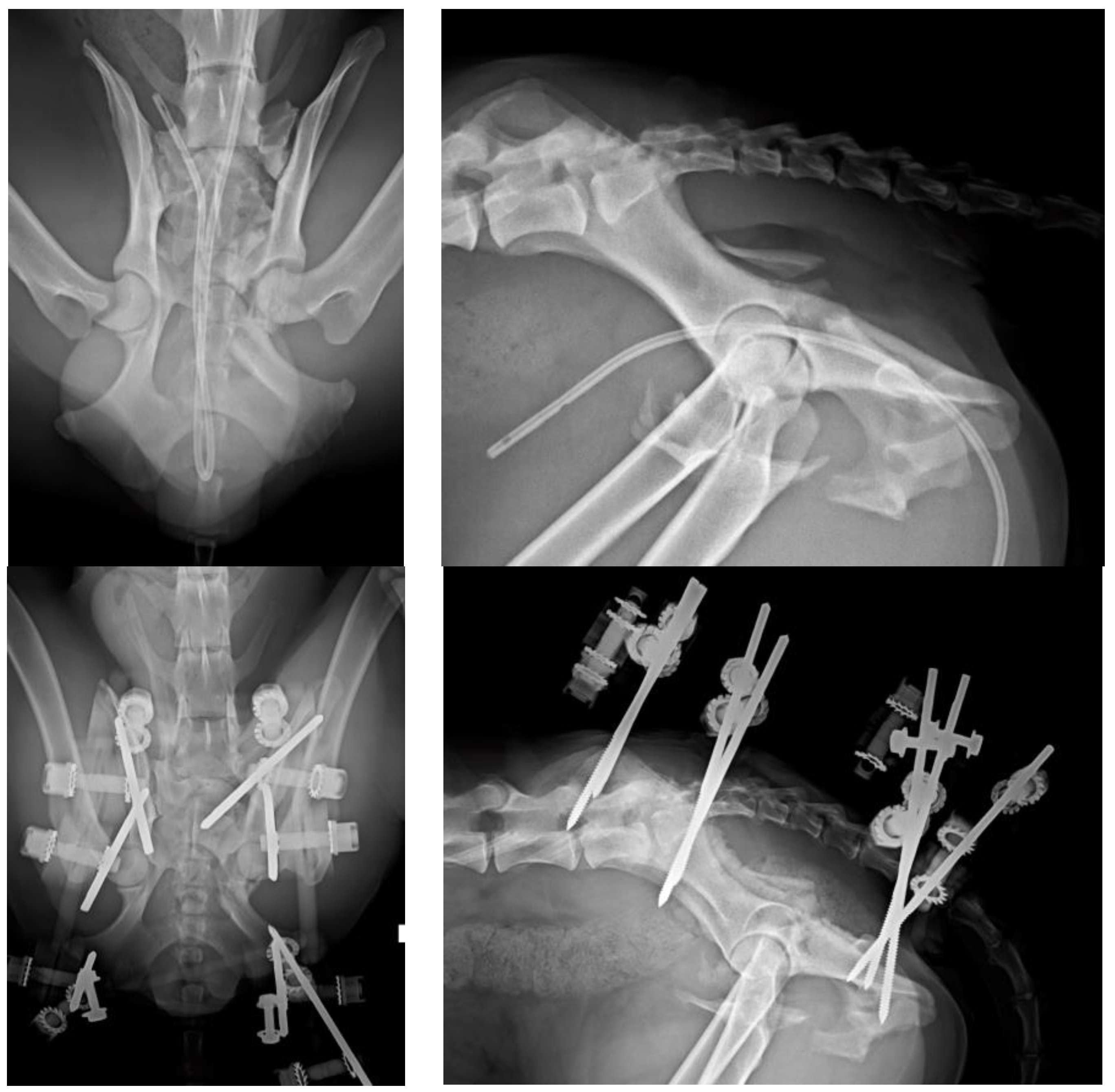 Vetsci 10 00656 g006