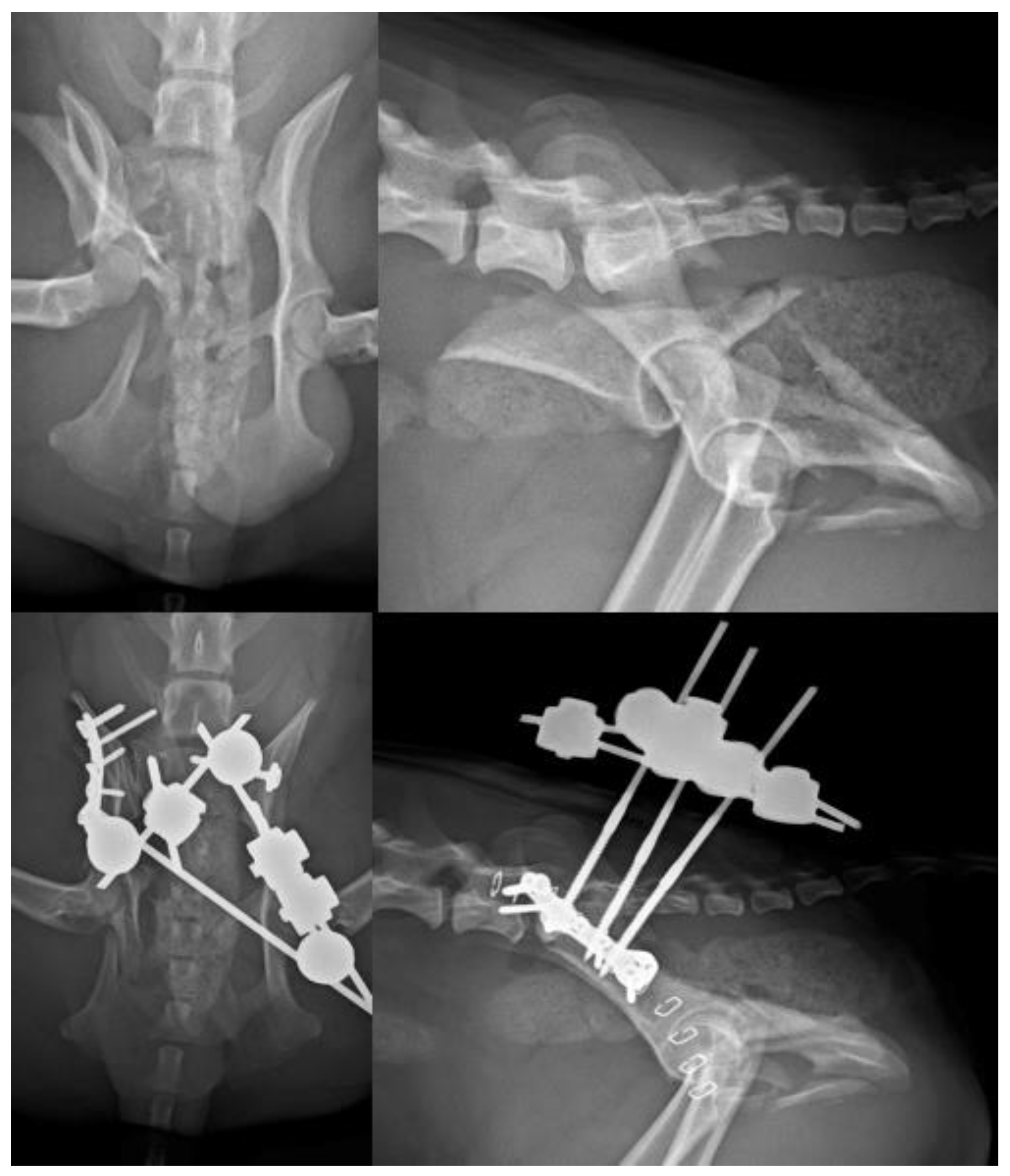 Vetsci 10 00656 g008