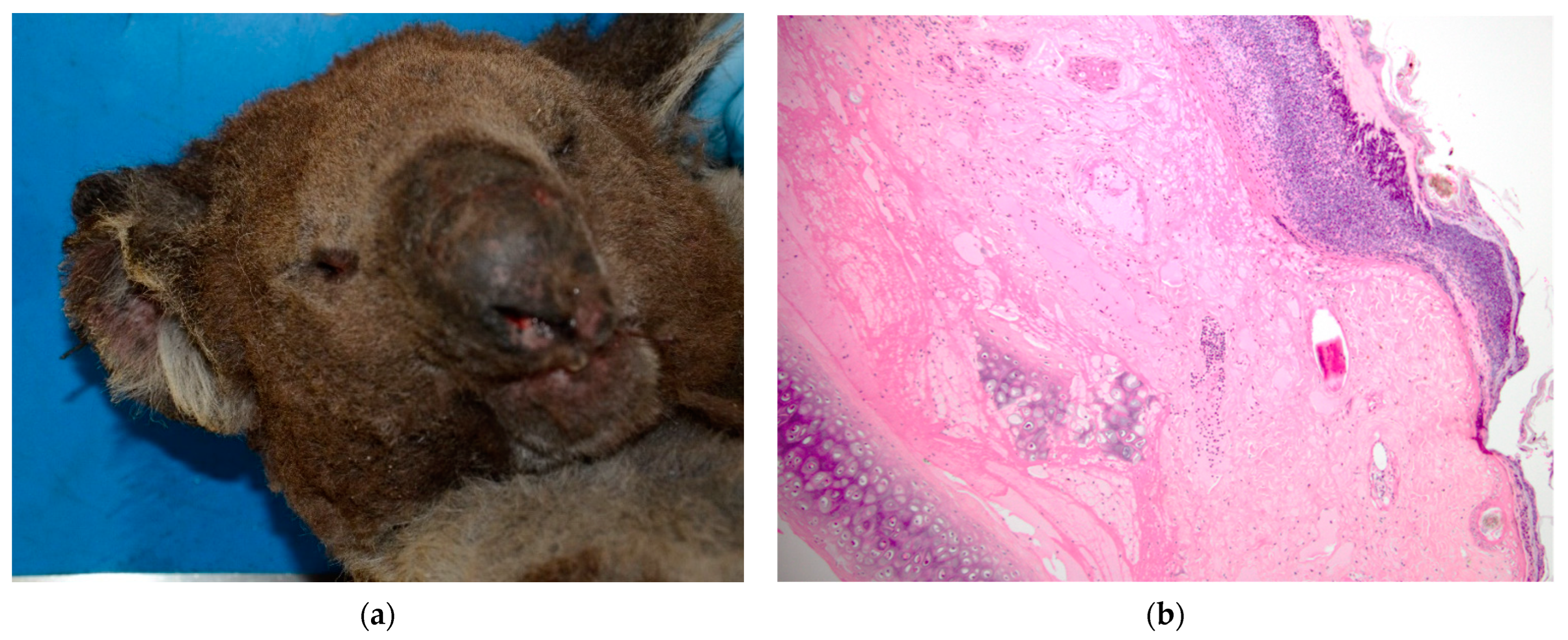 Vetsci 10 00658 g001