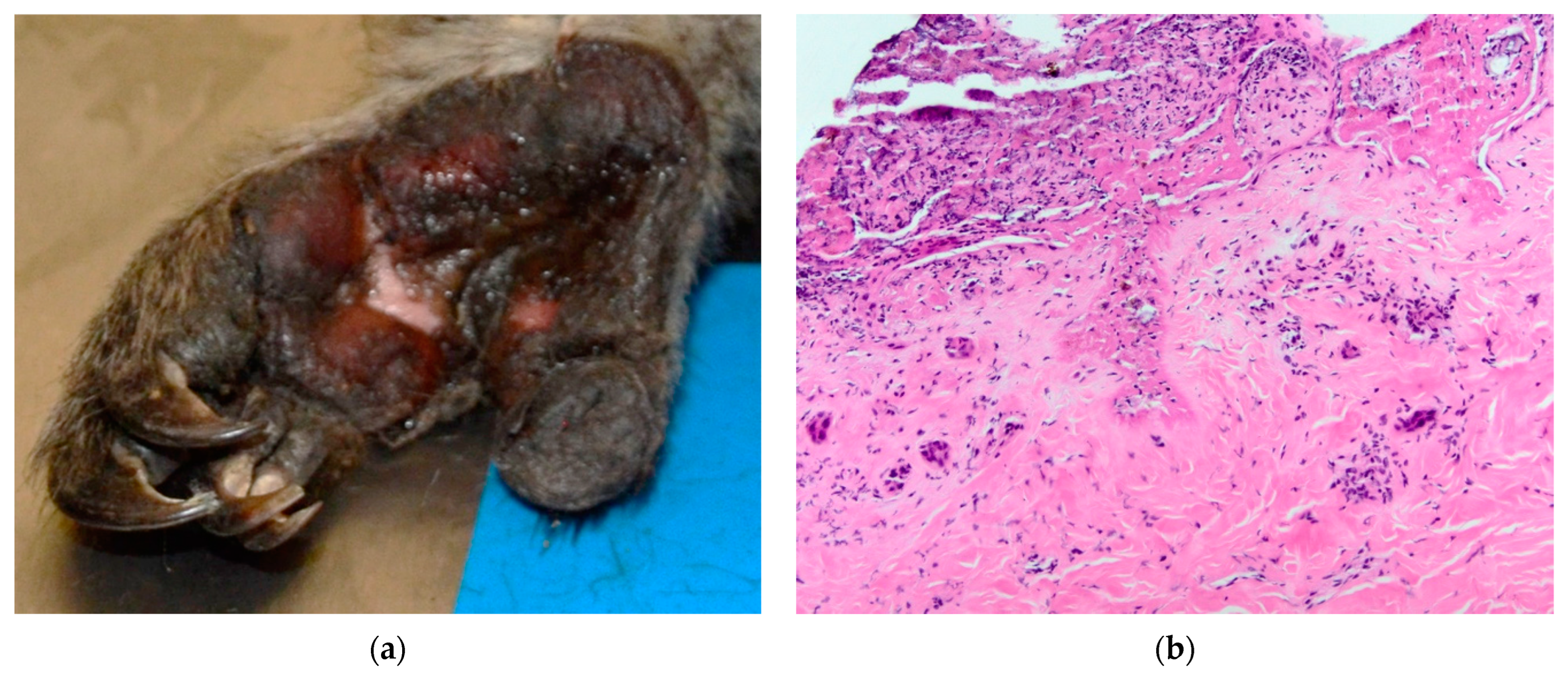 Vetsci 10 00658 g002