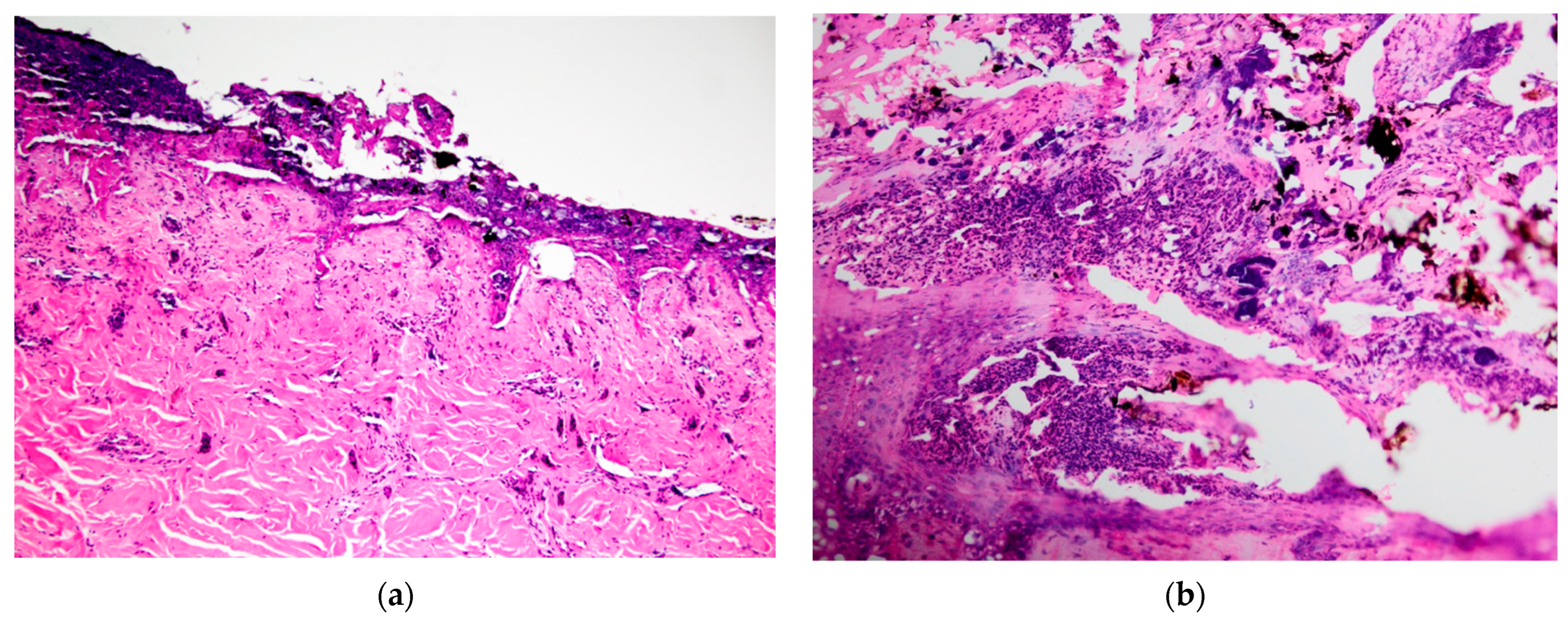 Vetsci 10 00658 g004