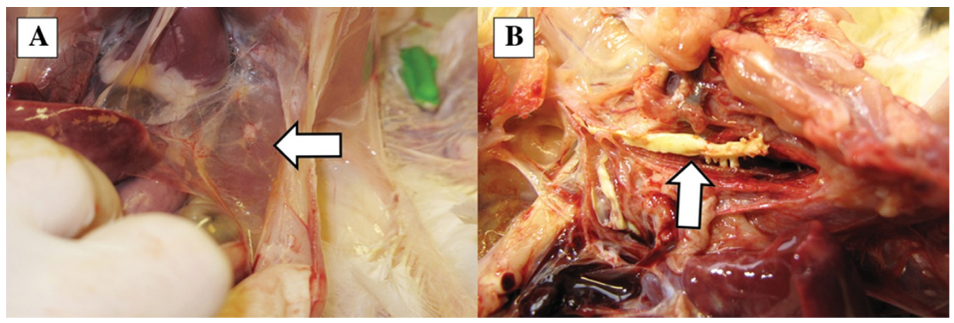 Vetsci 10 00671 g002 Vetsci 10 00671 g002