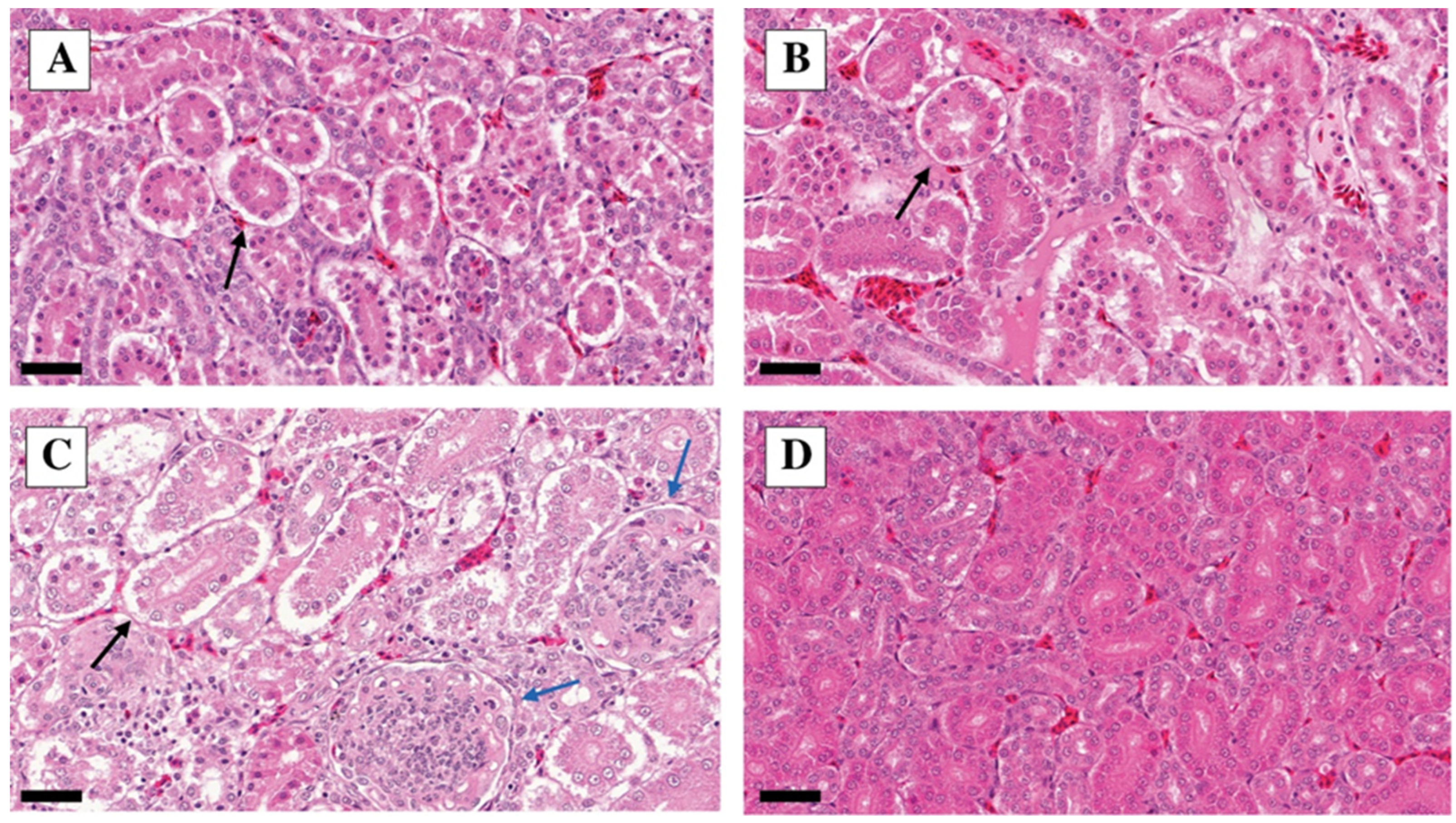 Vetsci 10 00671 g005 Vetsci 10 00671 g005