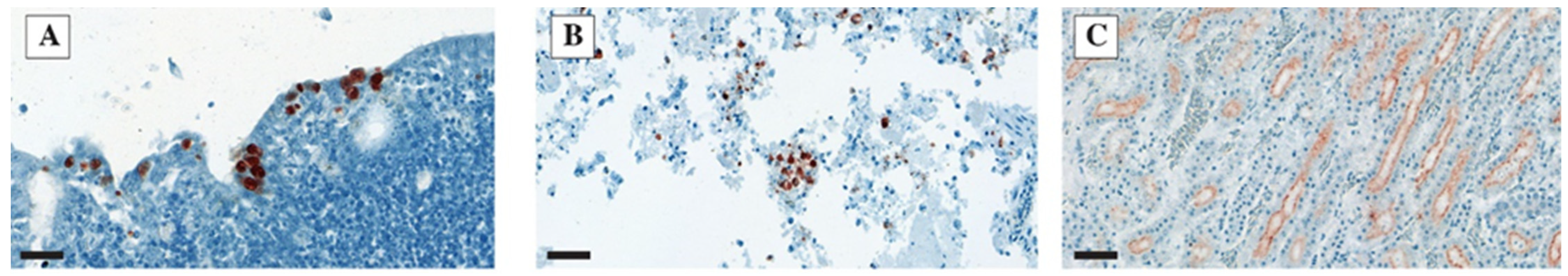 Vetsci 10 00671 g006 Vetsci 10 00671 g006