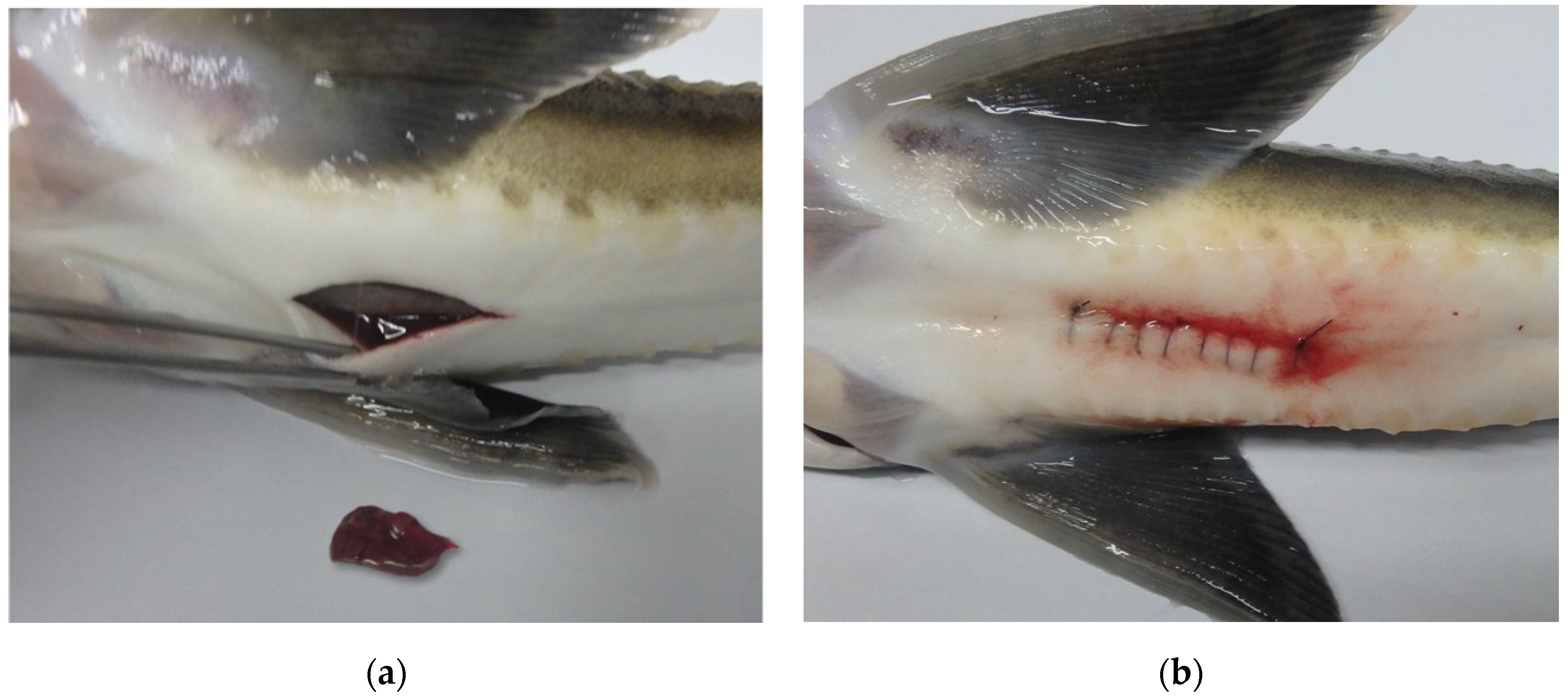 Vetsci 10 00682 g001