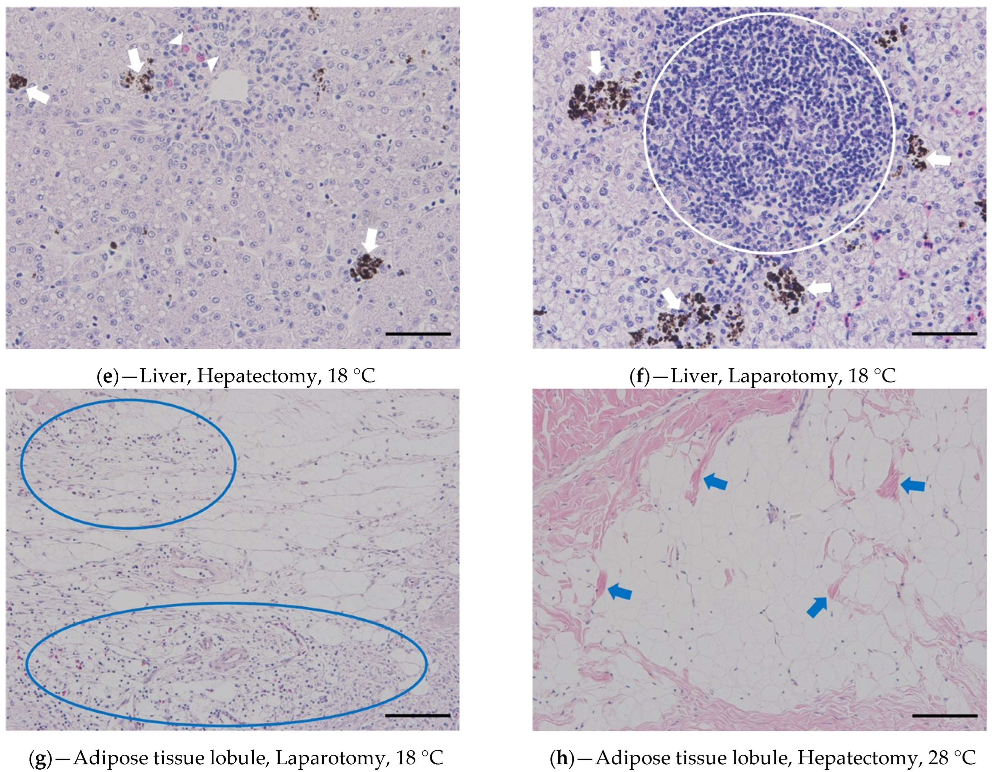 Vetsci 10 00682 g004b