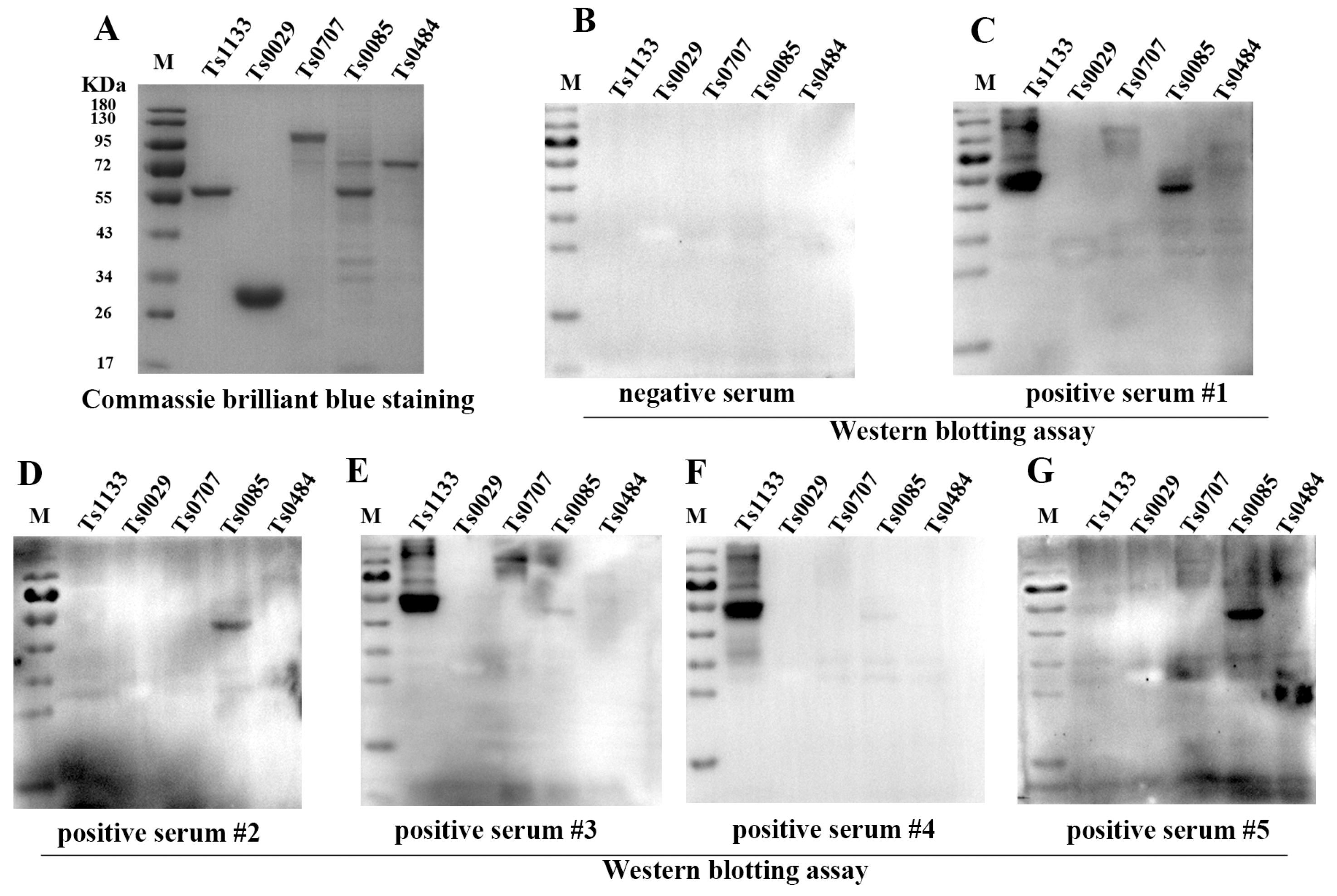 Vetsci 10 00685 g003