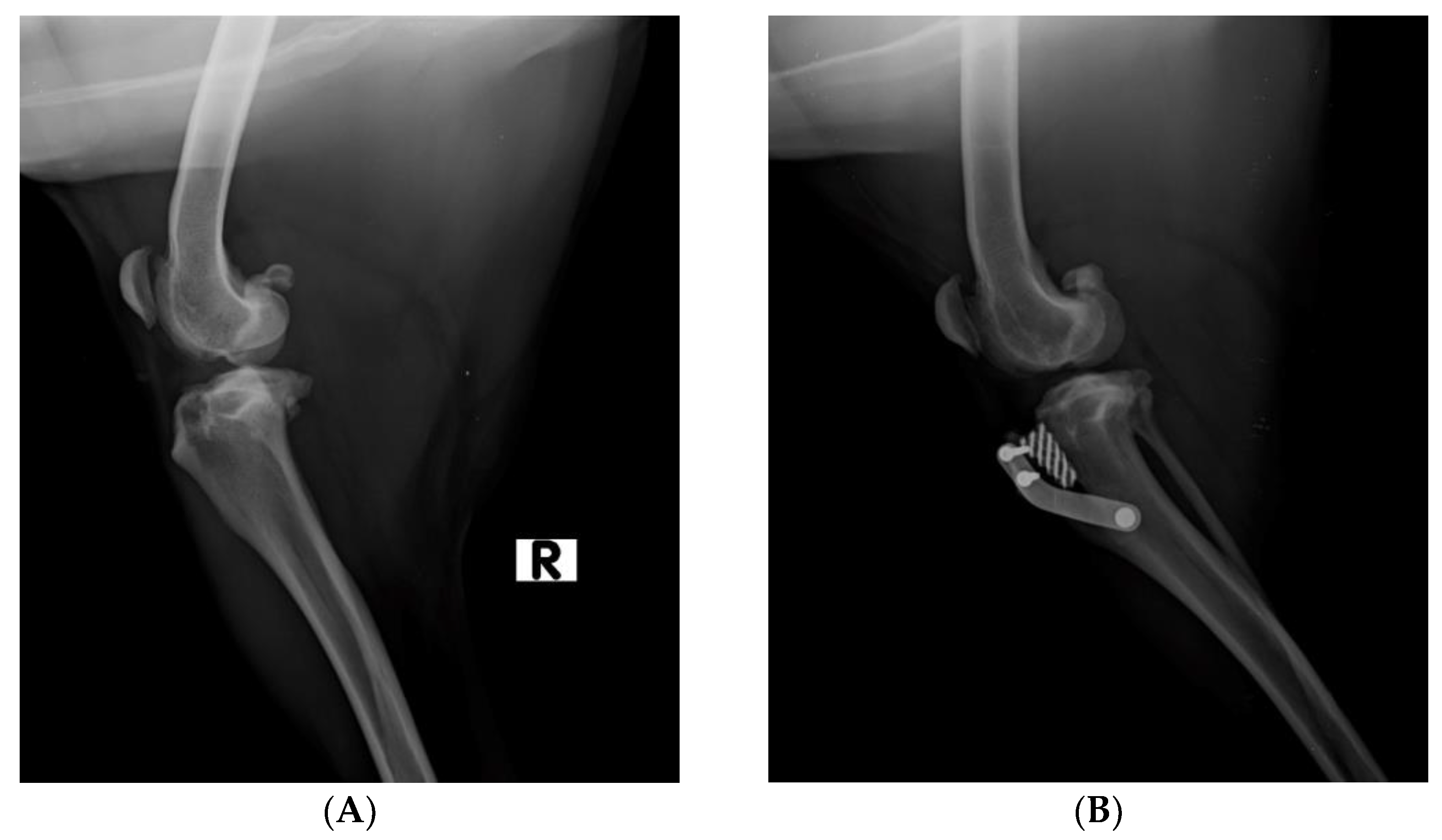 Vetsci 10 00696 g001 Vetsci 10 00696 g001