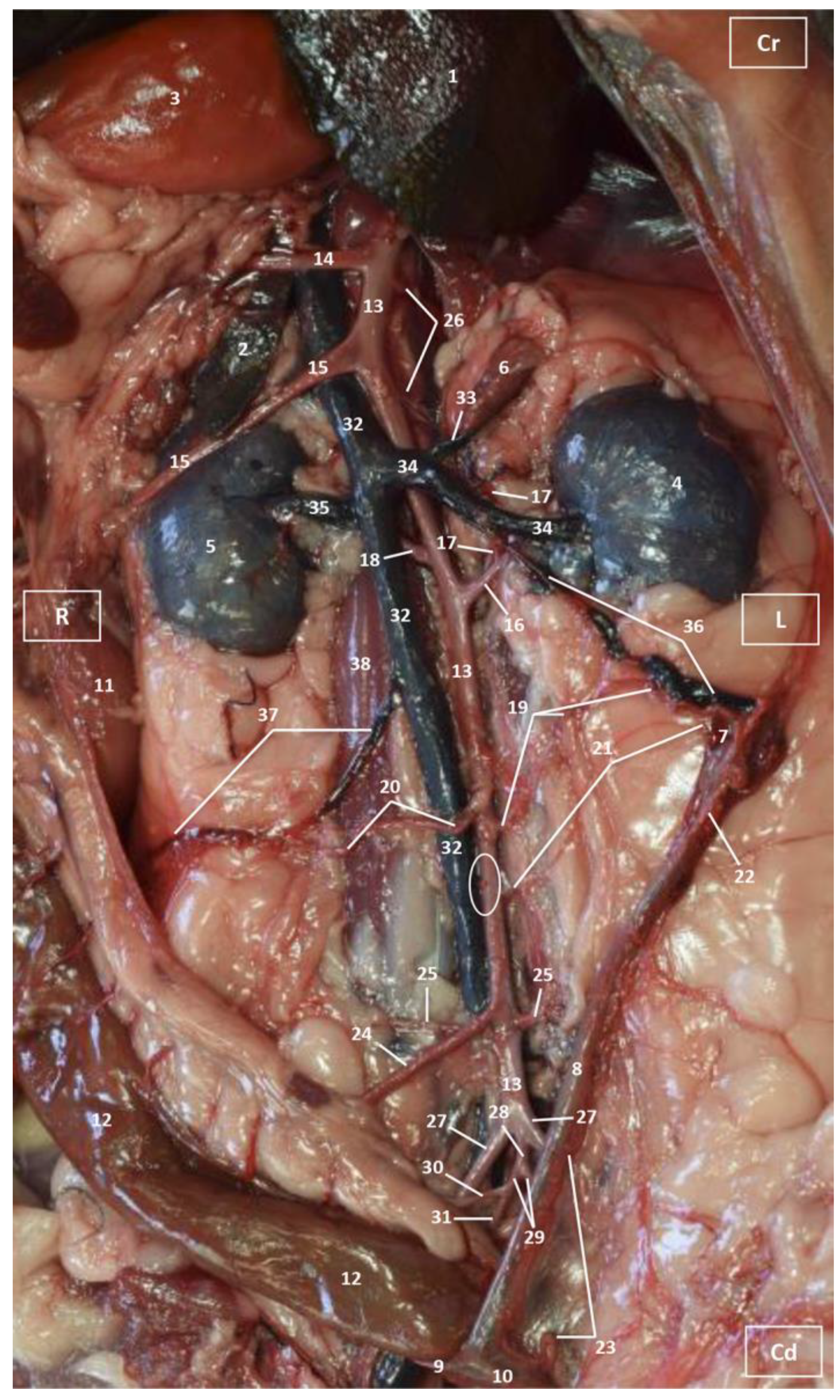 Vetsci 10 00704 g002