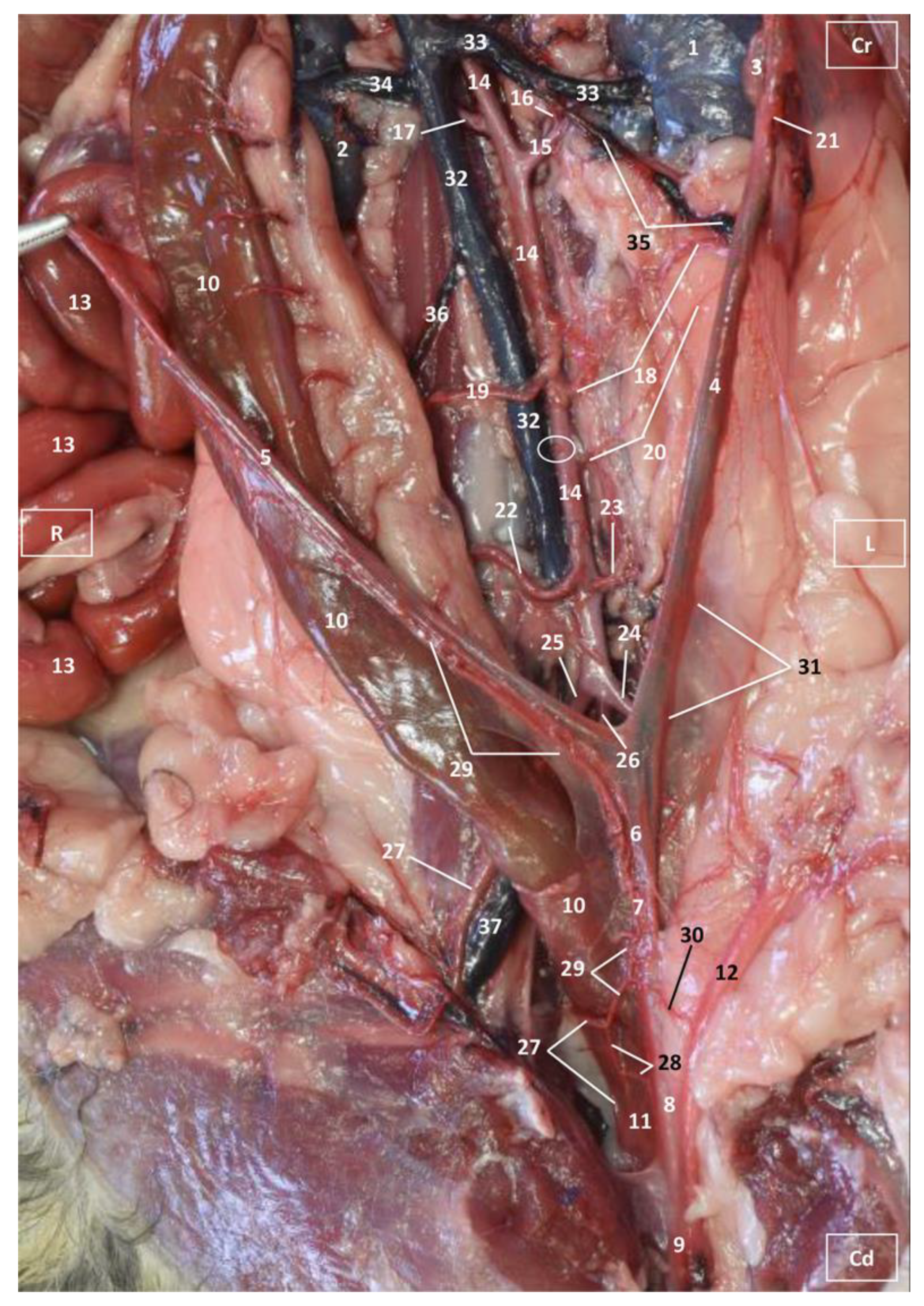 Vetsci 10 00704 g003