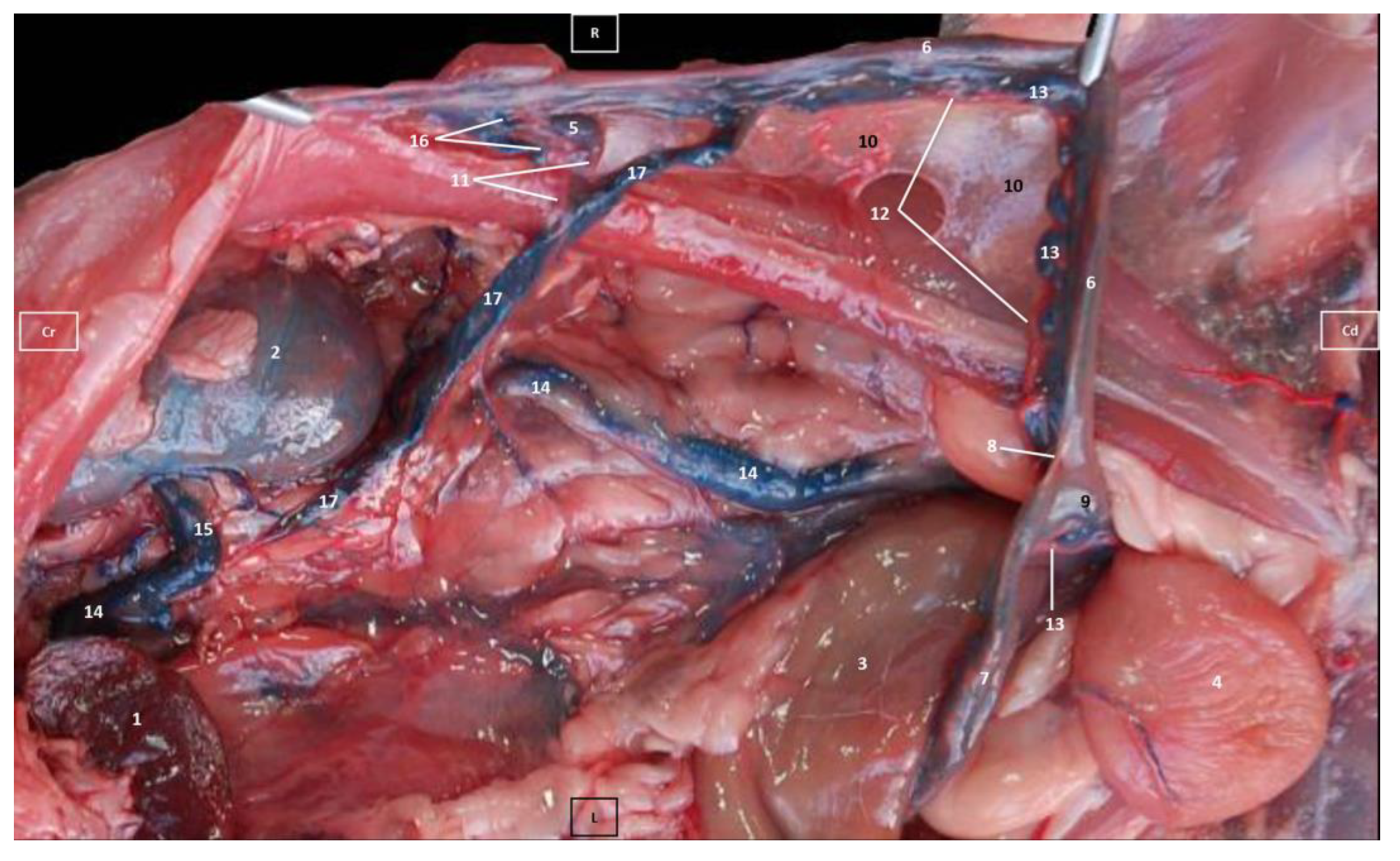 Vetsci 10 00704 g004