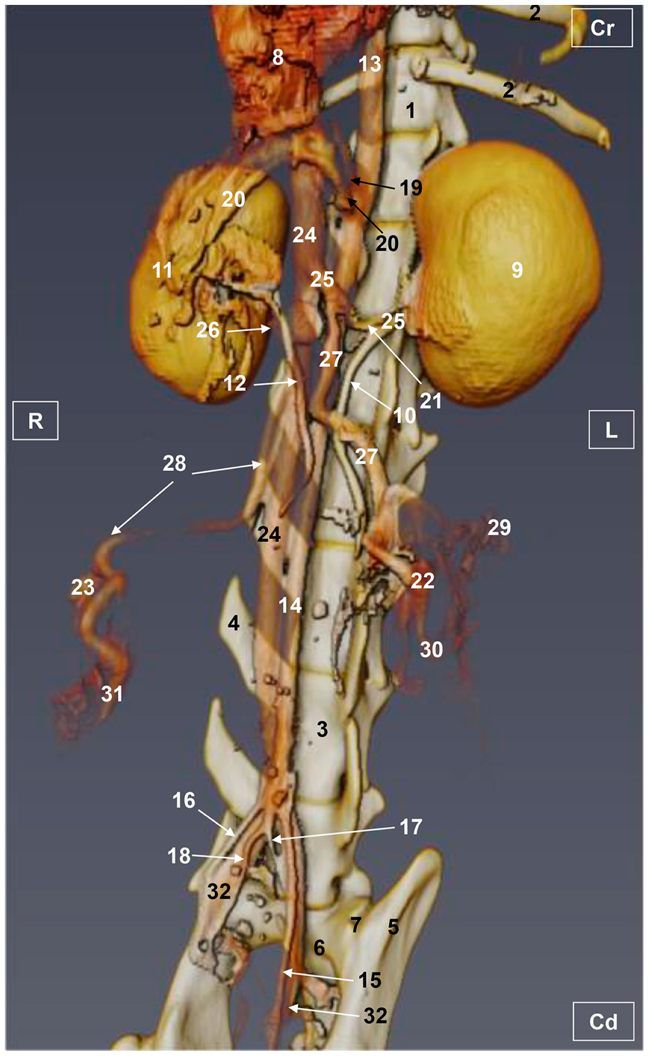 Vetsci 10 00704 g006