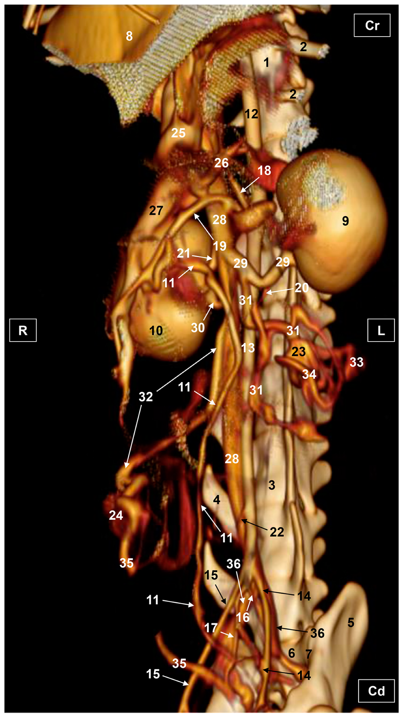 Vetsci 10 00704 g007