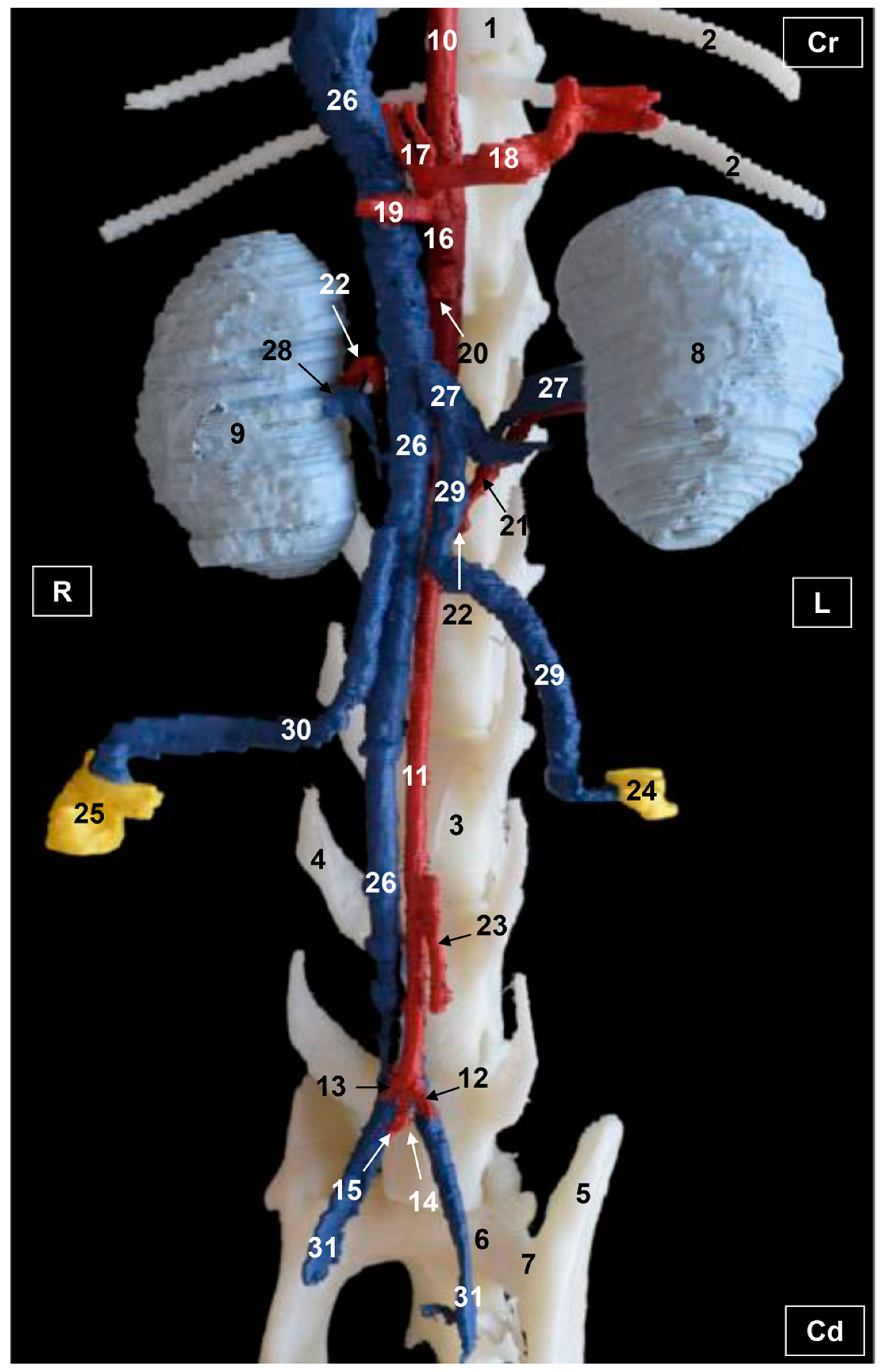 Vetsci 10 00704 g008