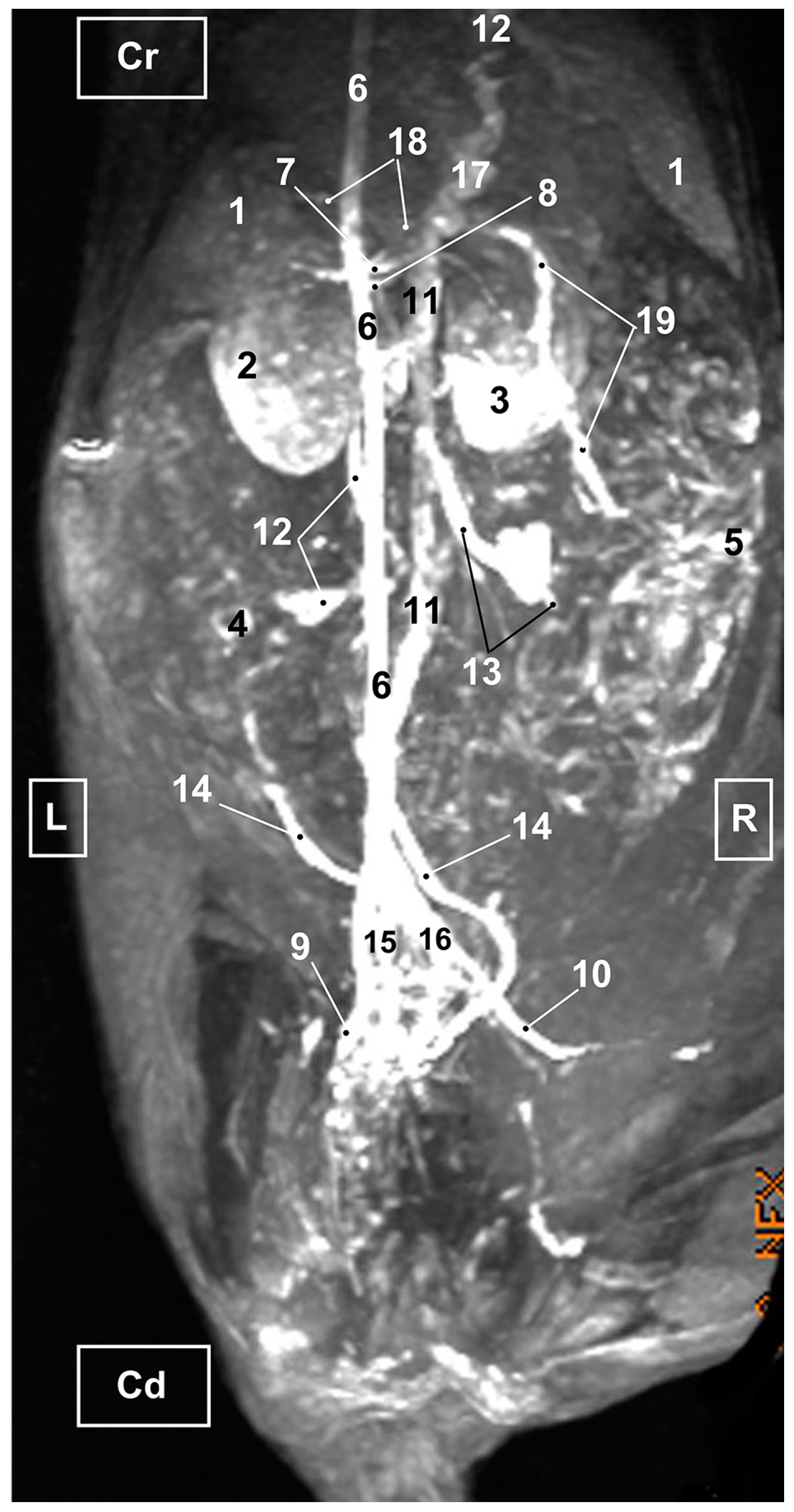 Vetsci 10 00704 g011