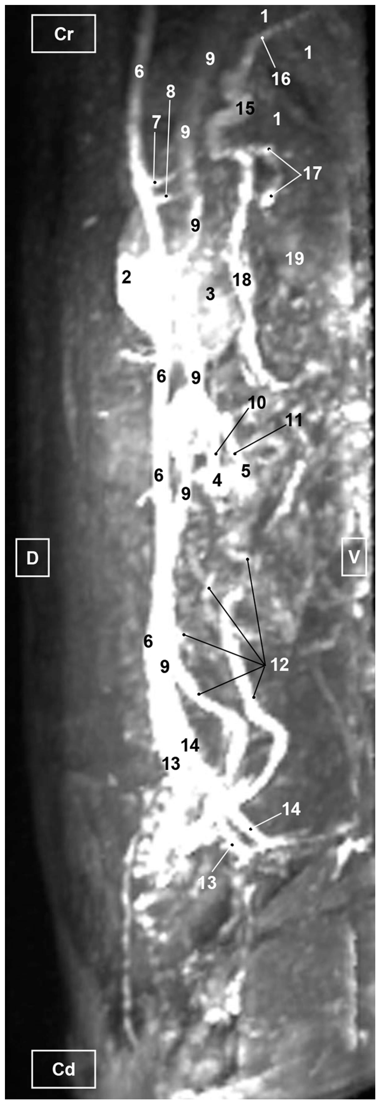 Vetsci 10 00704 g012