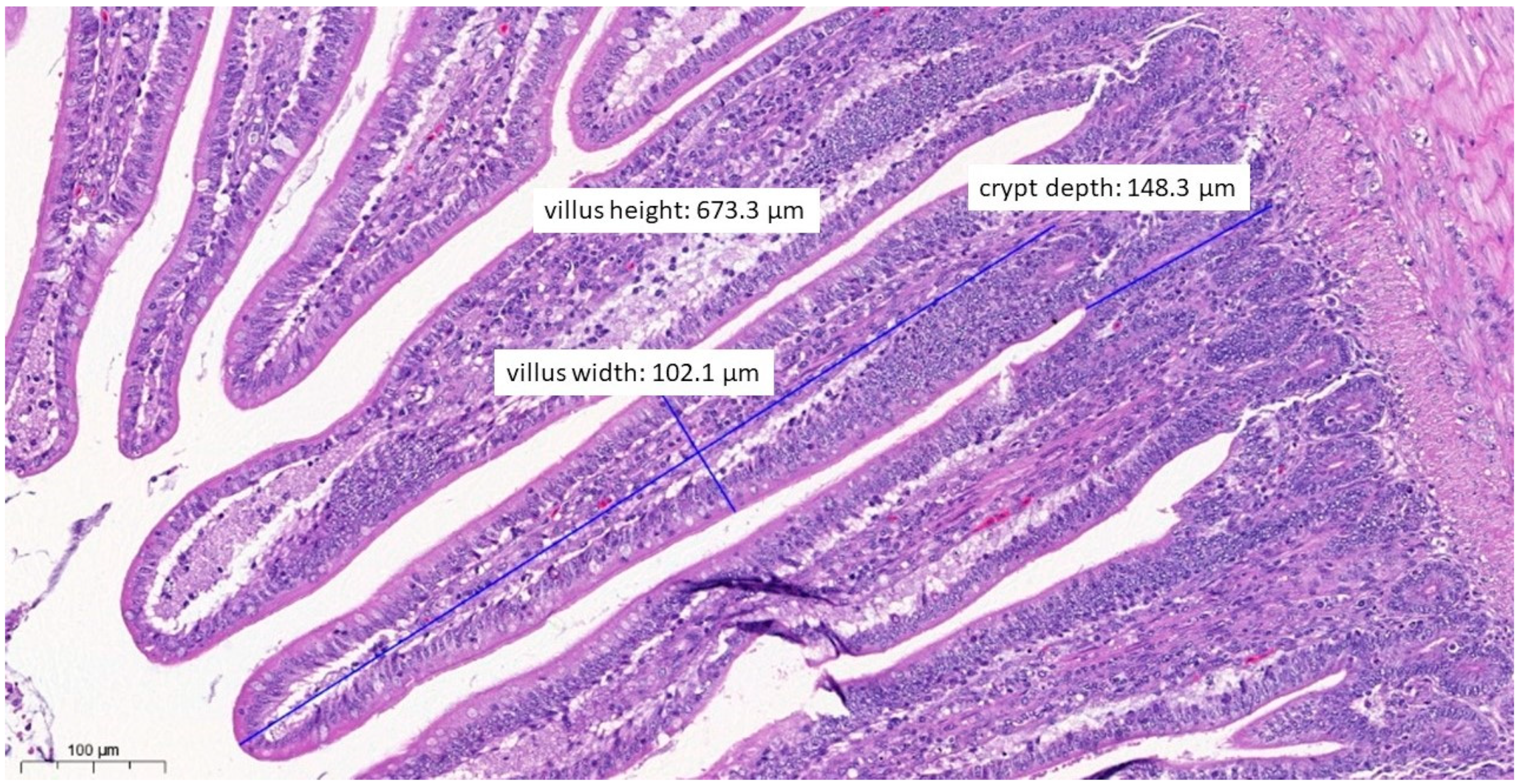 Vetsci 10 00706 g006