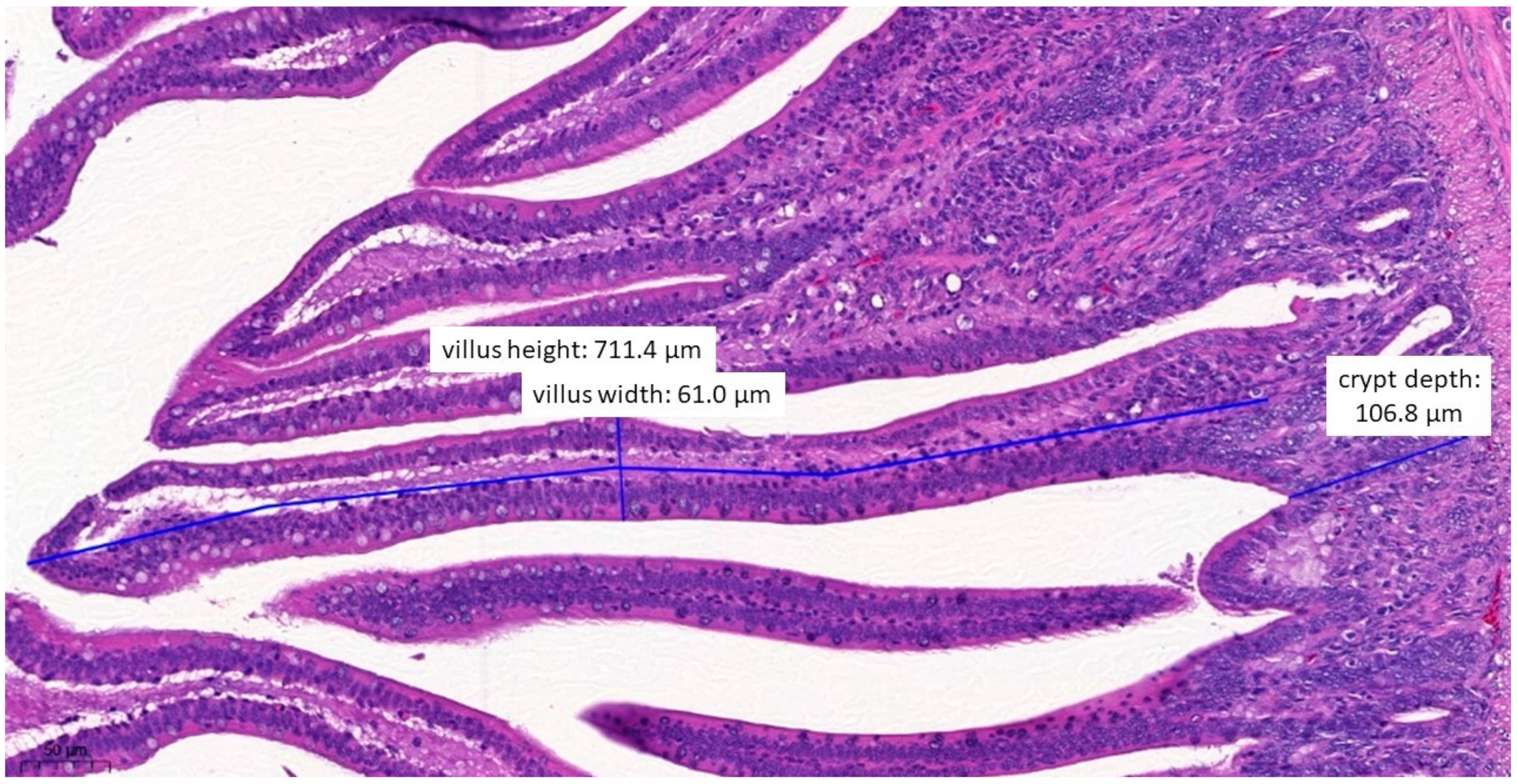 Vetsci 10 00706 g007